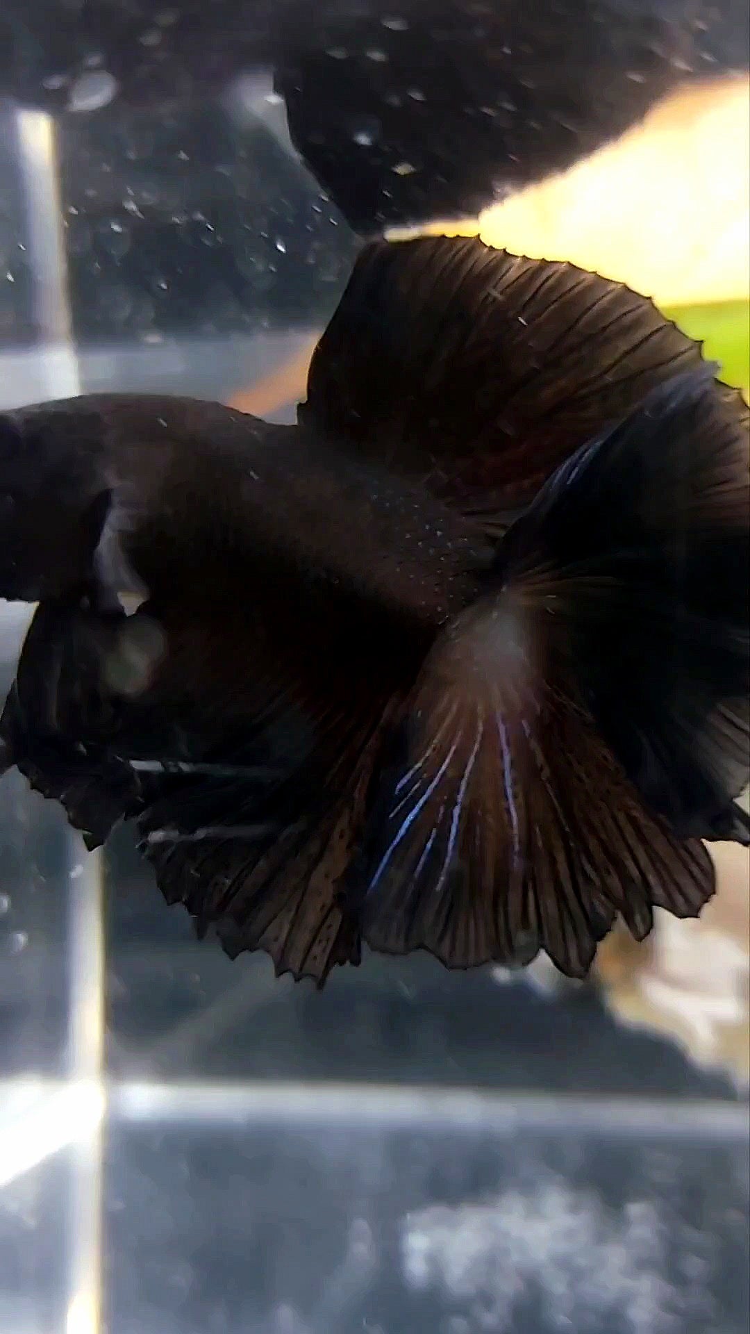 HALFMOON DOUBLE TAIL ROSETAIL SUPER BLACK BETTA FISH