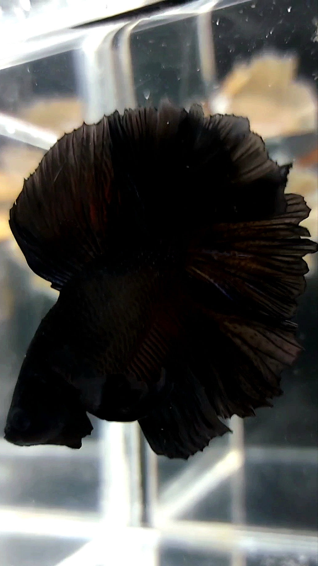 HALFMOON DOUBLE TAIL ROSETAIL SUPER BLACK BETTA FISH