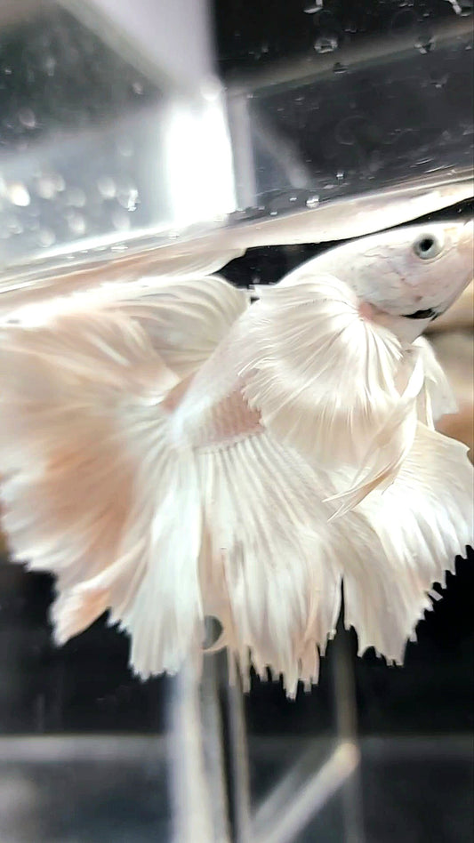 XL „PEGASUS“ HALFMOON ROSETAIL SUPER DUMBO EAR WHITE PLATIN BETTA FISH