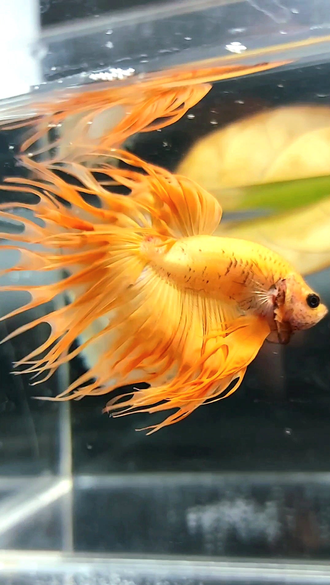 KING CROWNTAIL ORANGE GELBER FESTER BETTA-FISCH