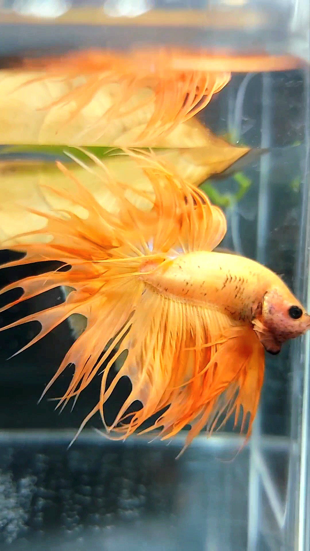 KING CROWNTAIL ORANGE YELLOW SOLID BETTA FISH