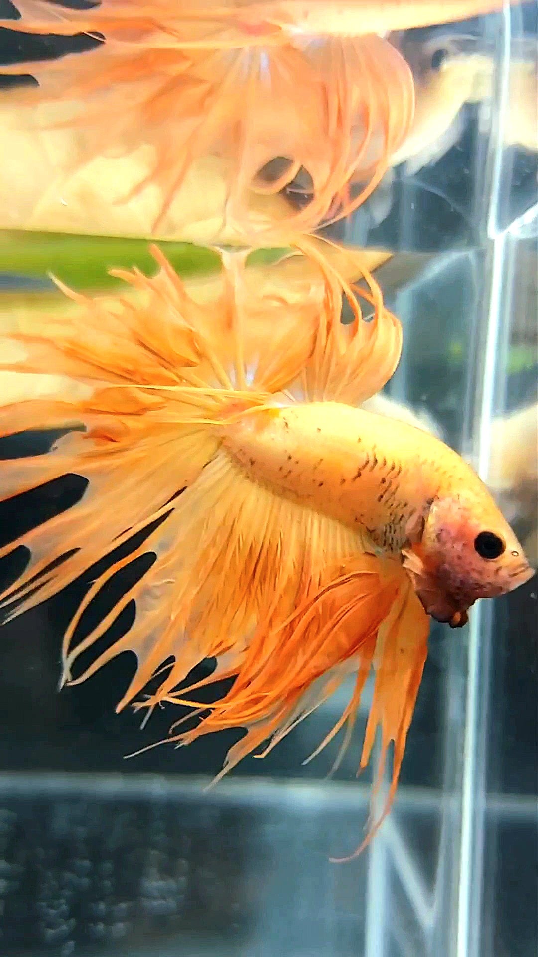 KING CROWNTAIL ORANGE YELLOW SOLID BETTA FISH