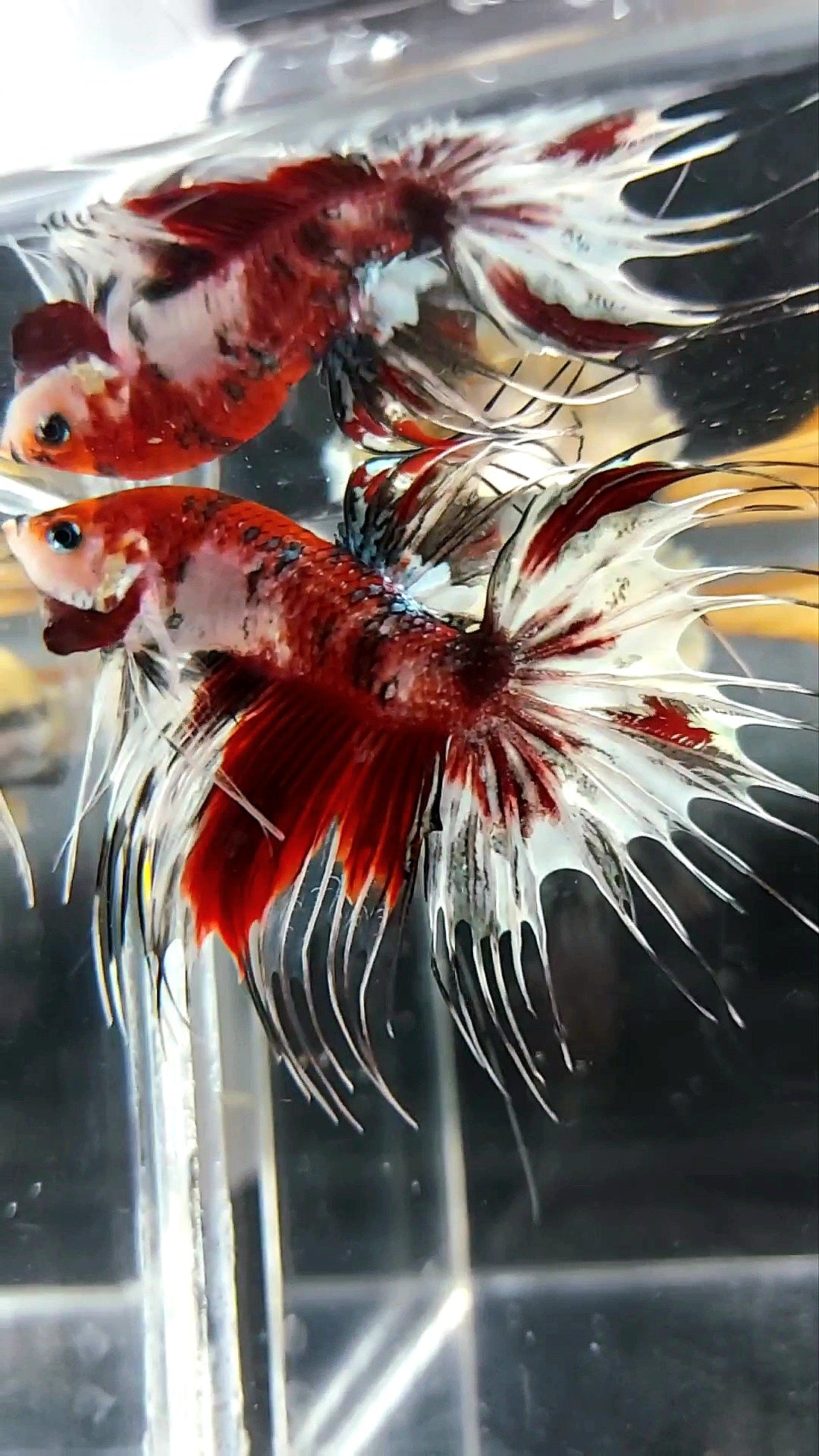 GIANT CROWNTAIL OVERTAIL RED KOI COPPER MULTICOLOR BETTA FISH