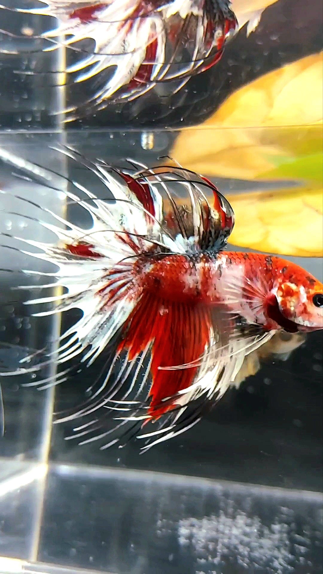 GIANT CROWNTAIL OVERTAIL RED KOI COPPER MULTICOLOR BETTA FISH