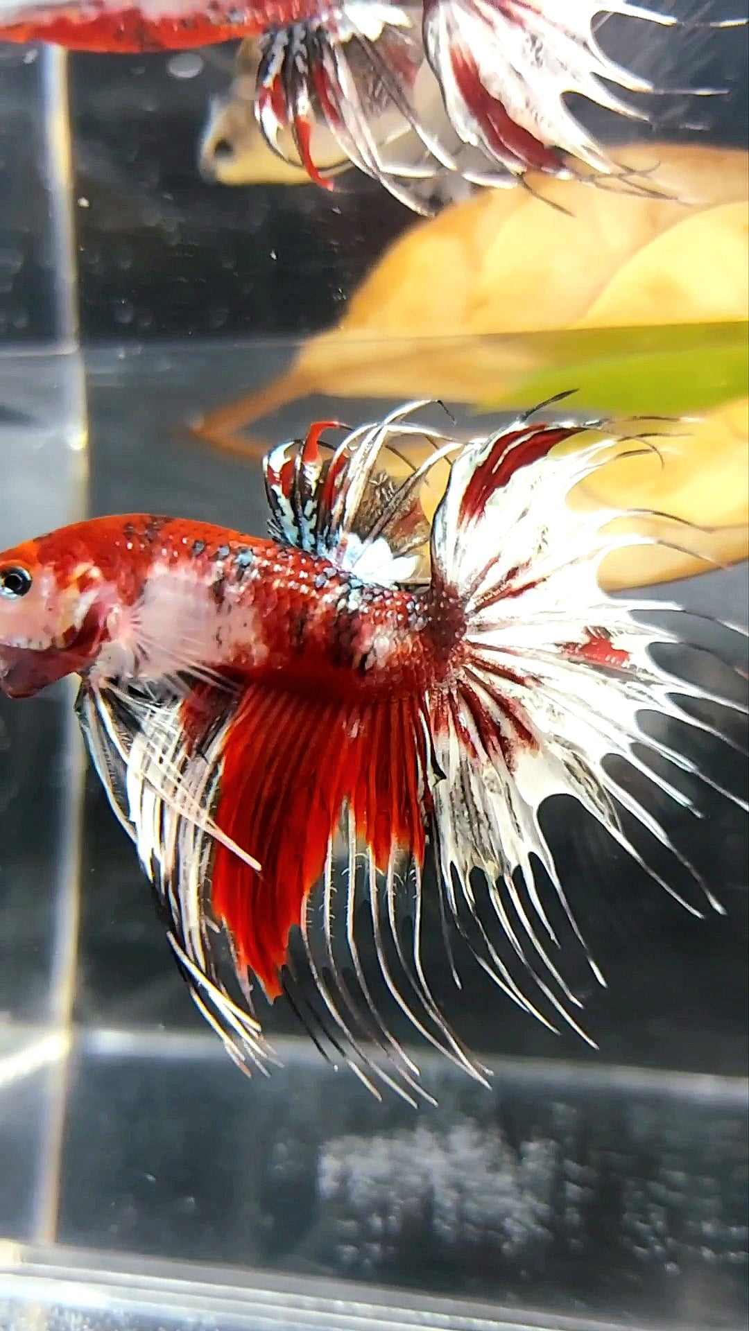 GIANT CROWNTAIL OVERTAIL RED KOI COPPER MULTICOLOR BETTA FISH