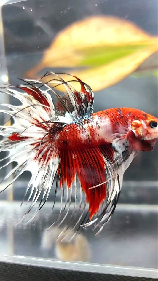 GIANT CROWNTAIL OVERTAIL RED KOI COPPER MULTICOLOR BETTA FISH