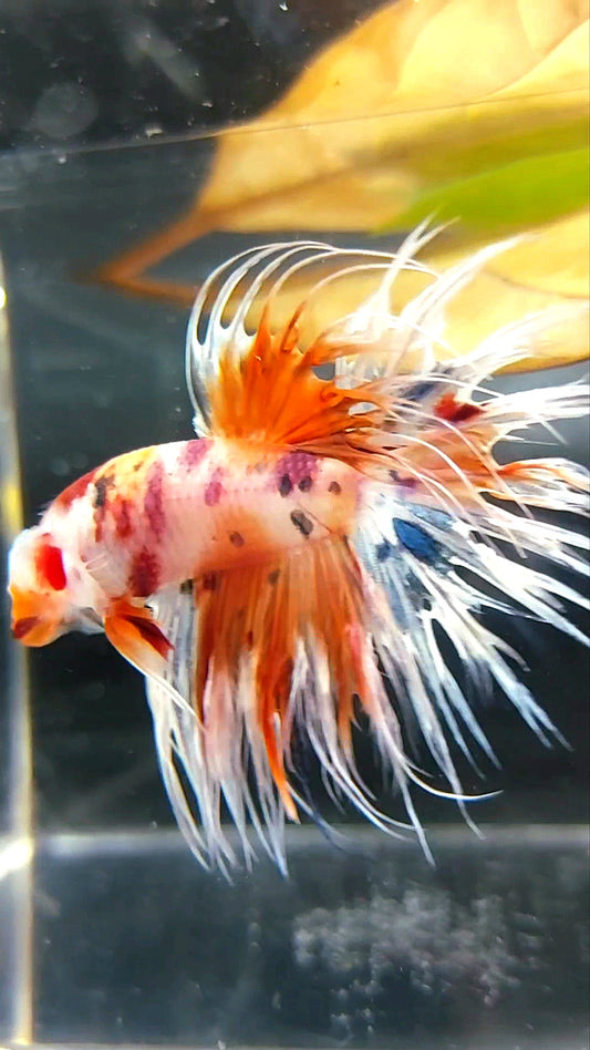 CROWNTAIL ORANGE CANDY DOTS MULTICOLOR BETTA FISH