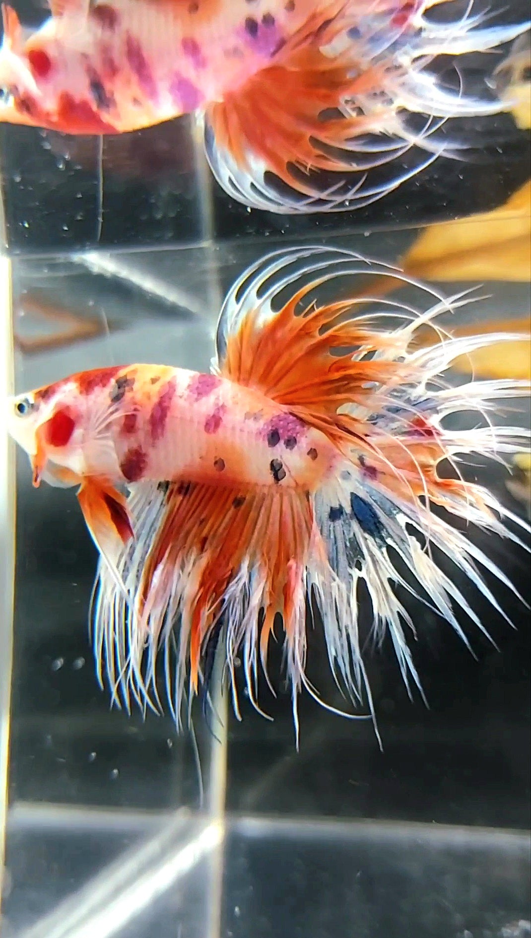 CROWNTAIL ORANGE CANDY DOTS MULTICOLOR BETTA FISH – Rare Betta Fish Store