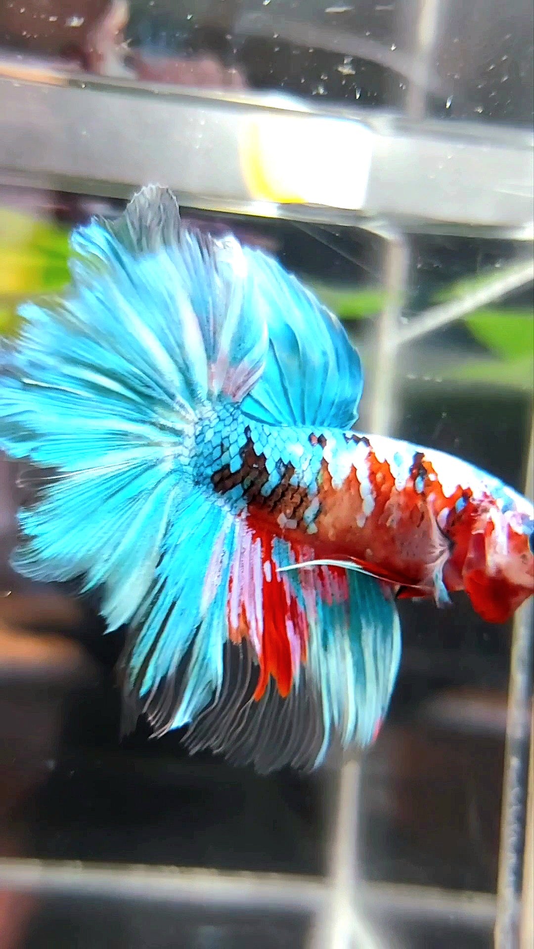 HALFMOON ROSETAIL SUPER GALAXY KOI MULTICOLOR BETTA FISH