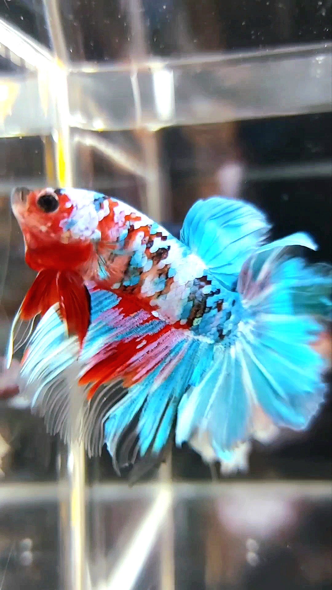 HALFMOON ROSETAIL SUPER GALAXY KOI MULTICOLOR BETTA FISH