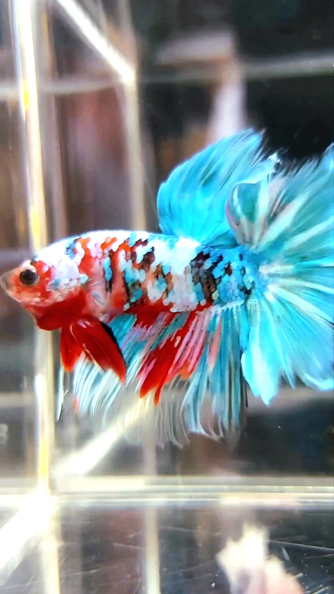 HALFMOON ROSETAIL SUPER GALAXY KOI MULTICOLOR BETTA FISH