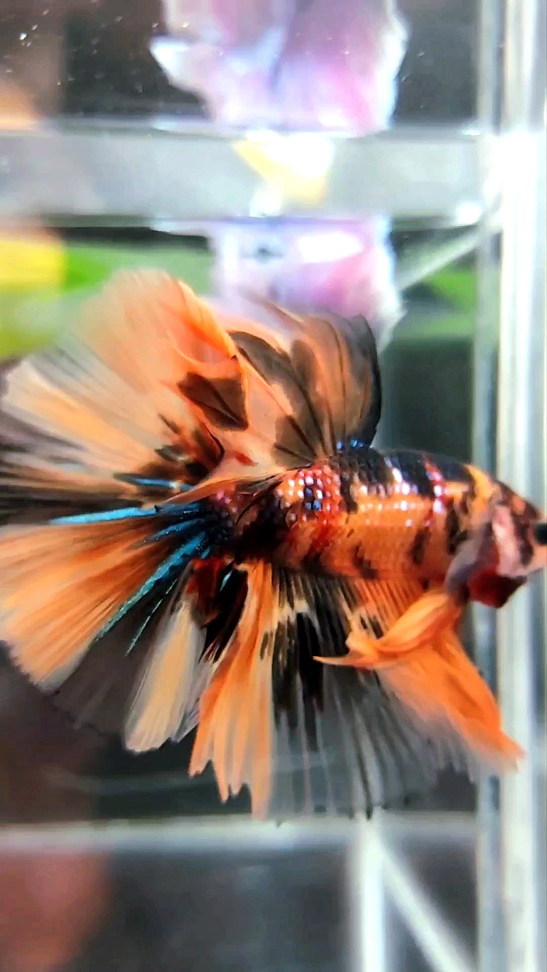 HALFMOON ROSETAIL ORANGE TIGER MULTICOLOR BETTA FISH