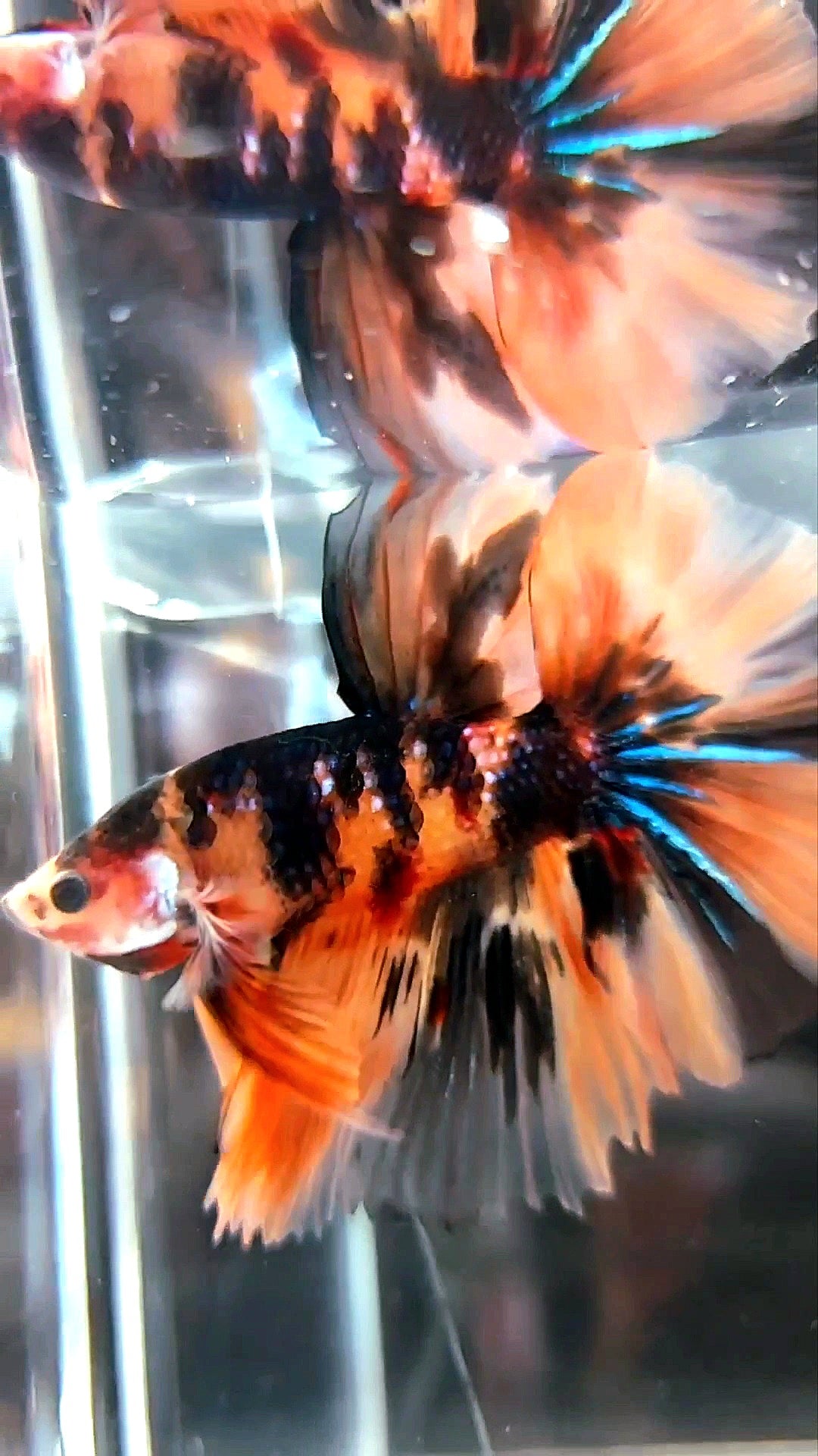 HALFMOON ROSETAIL ORANGE TIGER MEHRFARBIGER BETTA-FISCH