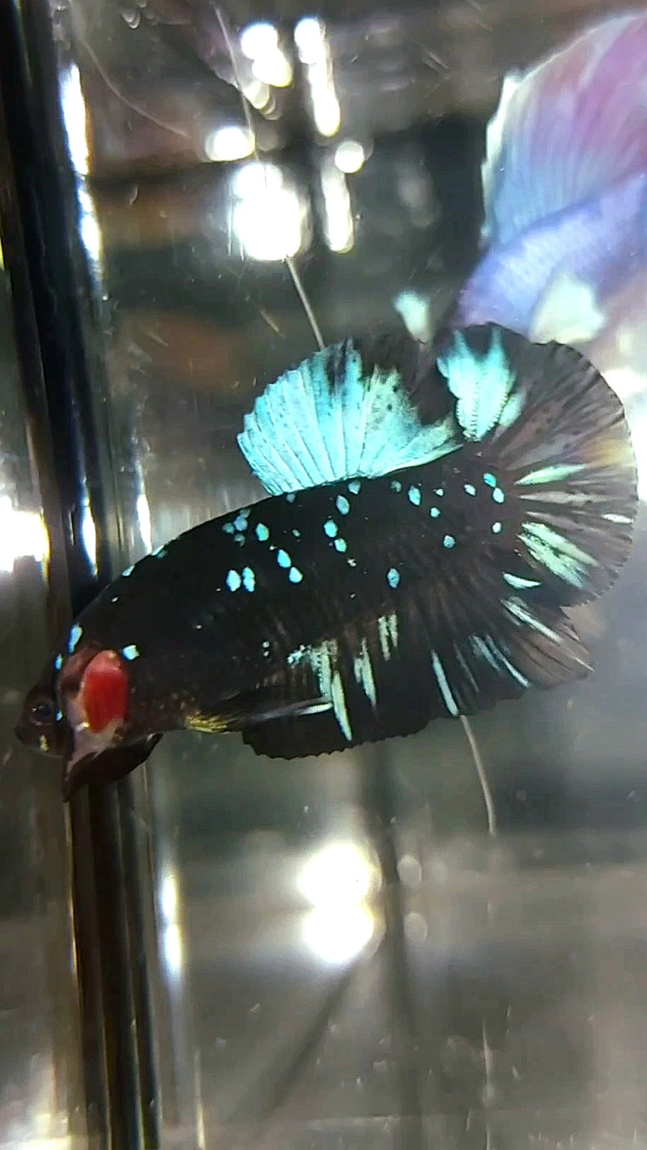 PLAKAT BLACK STAR GALAXY BLUE AVATAR BETTA FISH