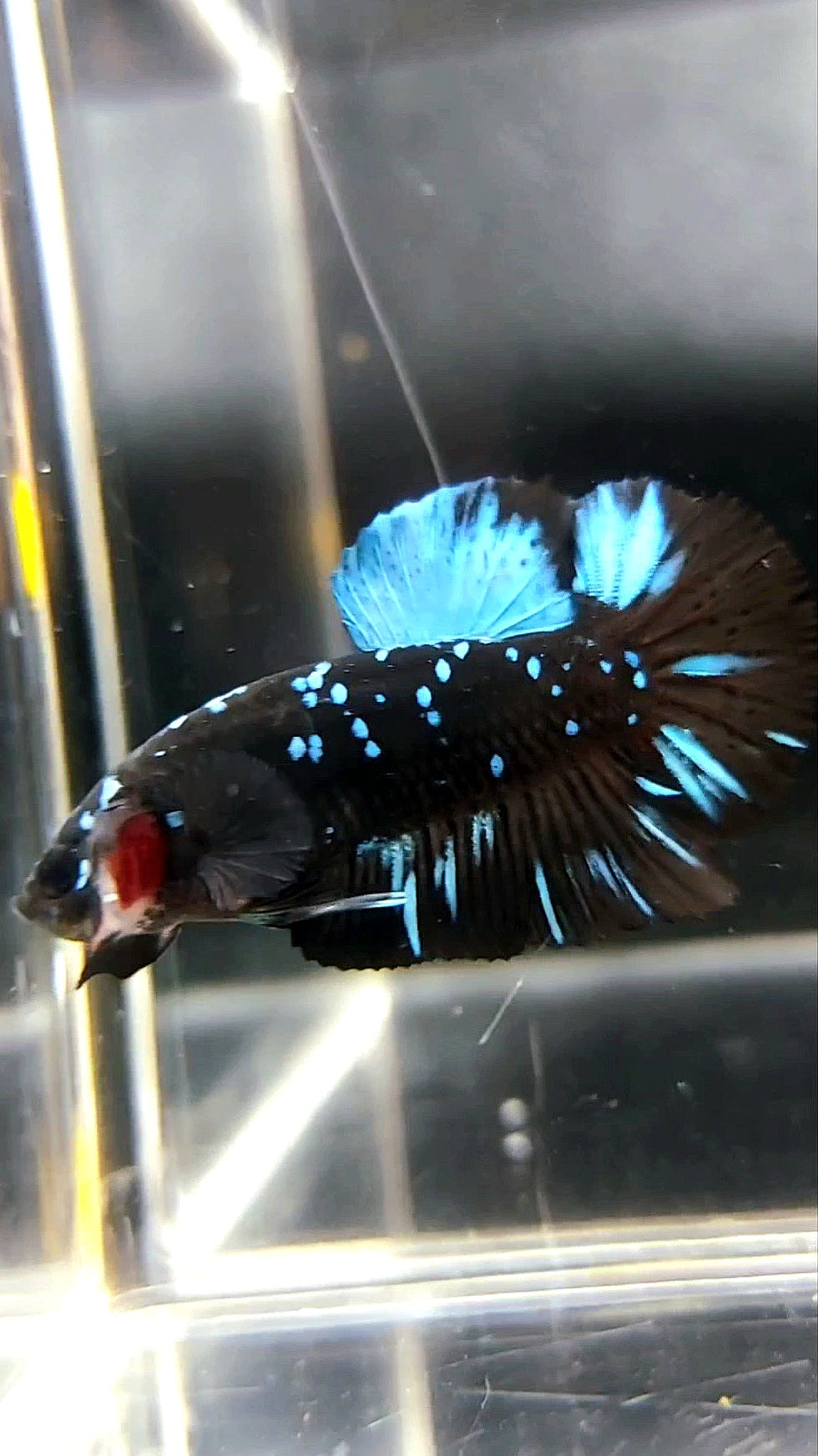 PLAKAT BLACK STAR GALAXY BLUE AVATAR BETTA FISH