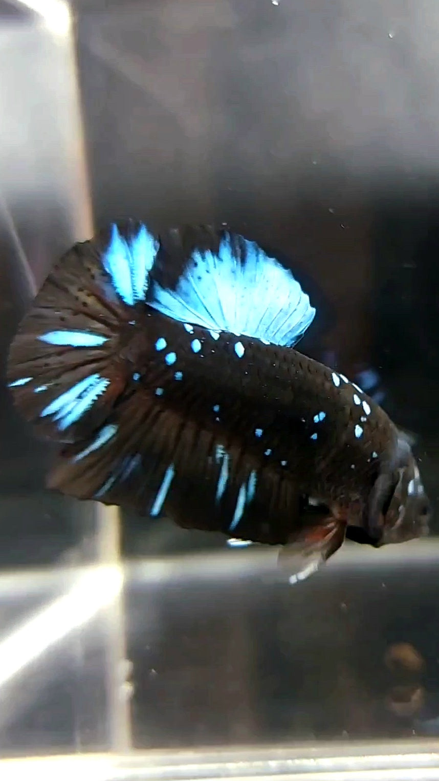 PLAKAT BLACK STAR GALAXY BLAUER AVATAR BETTA FISCH