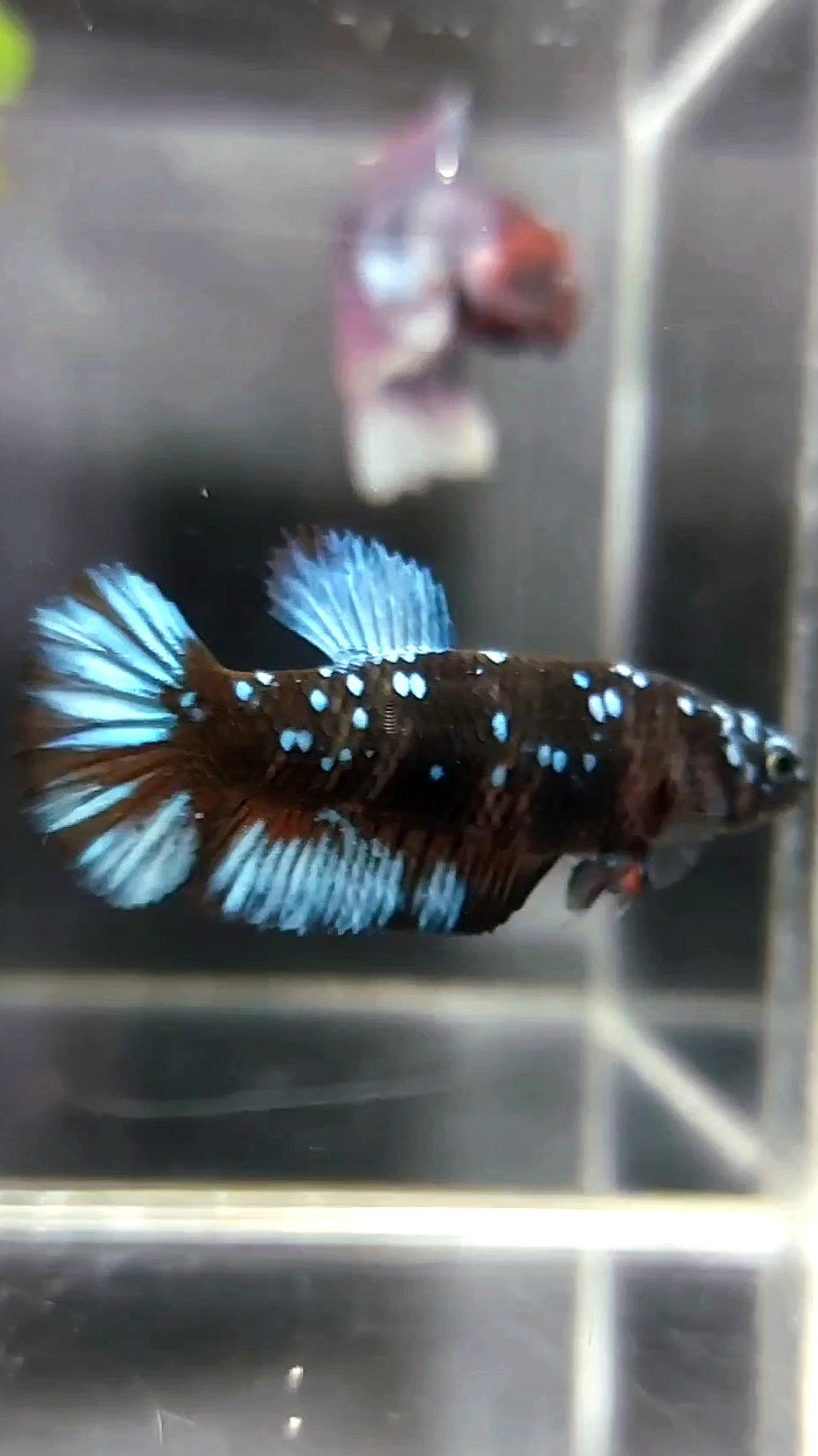 WEIBLICHER PLAKAT SCHWARZER STERN GALAXY BLAUER AVATAR BETTA FISCH