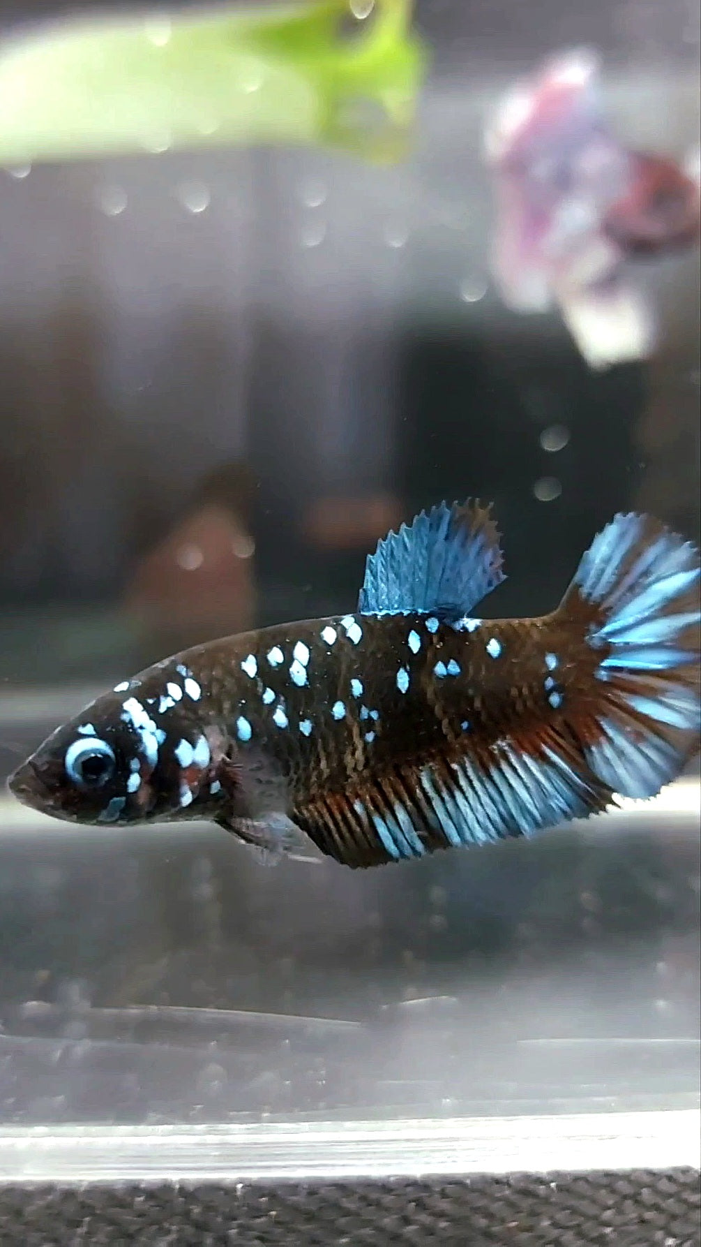 WEIBLICHER PLAKAT SCHWARZER STERN GALAXY BLAUER AVATAR BETTA FISCH