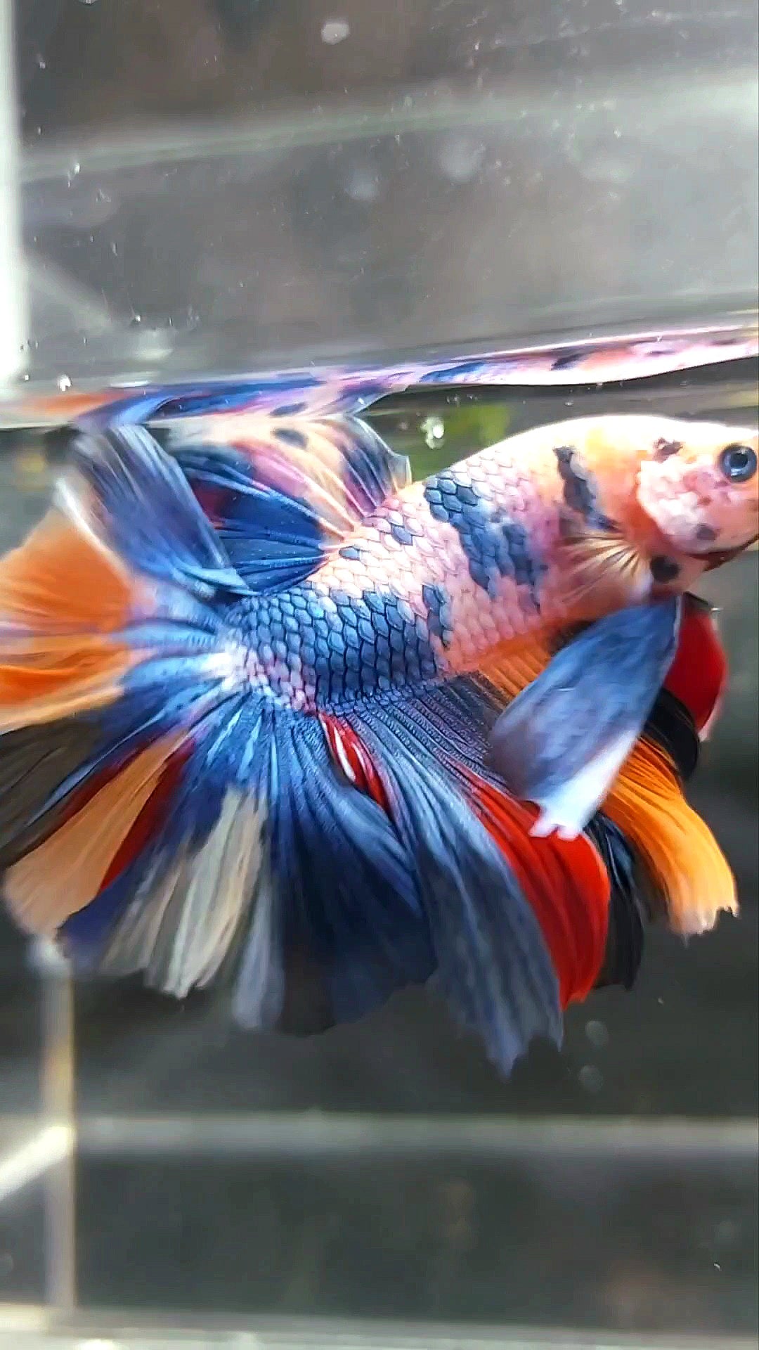 HALFMOON ROSETAIL FANTASTISCHER MEHRFARBIGER BETTA-FISCH