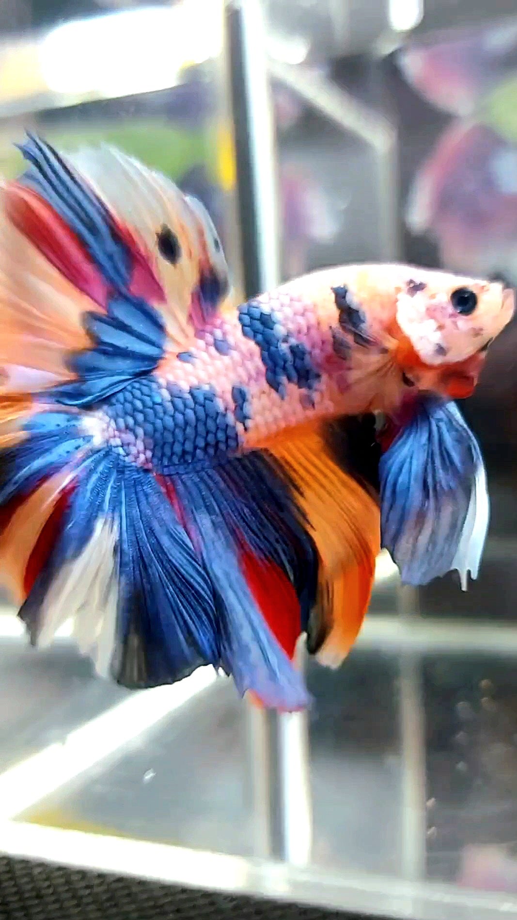 HALFMOON ROSETAIL FANTASTISCHER MEHRFARBIGER BETTA-FISCH