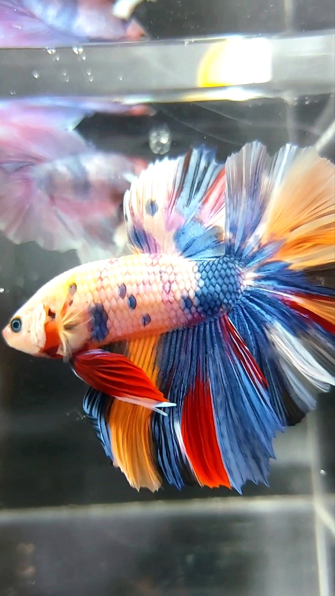 HALFMOON ROSETAIL FANTASTISCHER MEHRFARBIGER BETTA-FISCH