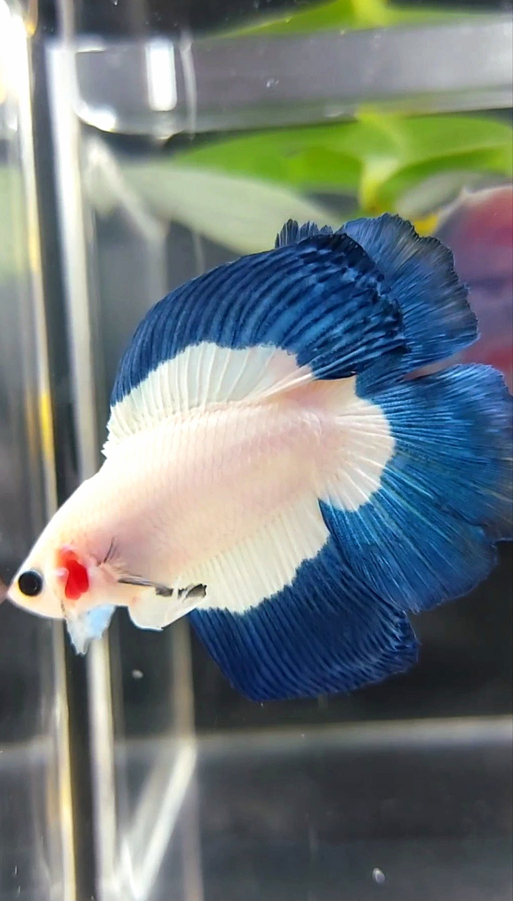 HALFMOON DOUBLE TAIL BLUE RIM BUTTERFLY BETTA FISH