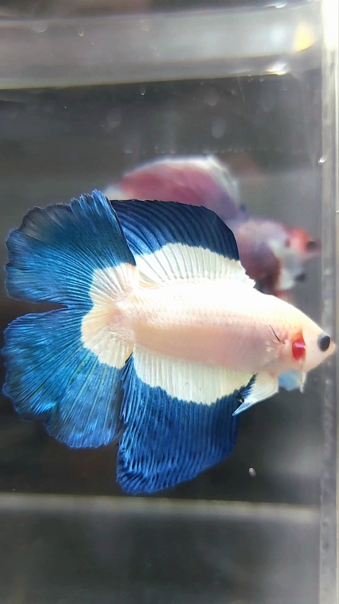 HALFMOON DOUBLE TAIL BLUE RIM BUTTERFLY BETTA FISH