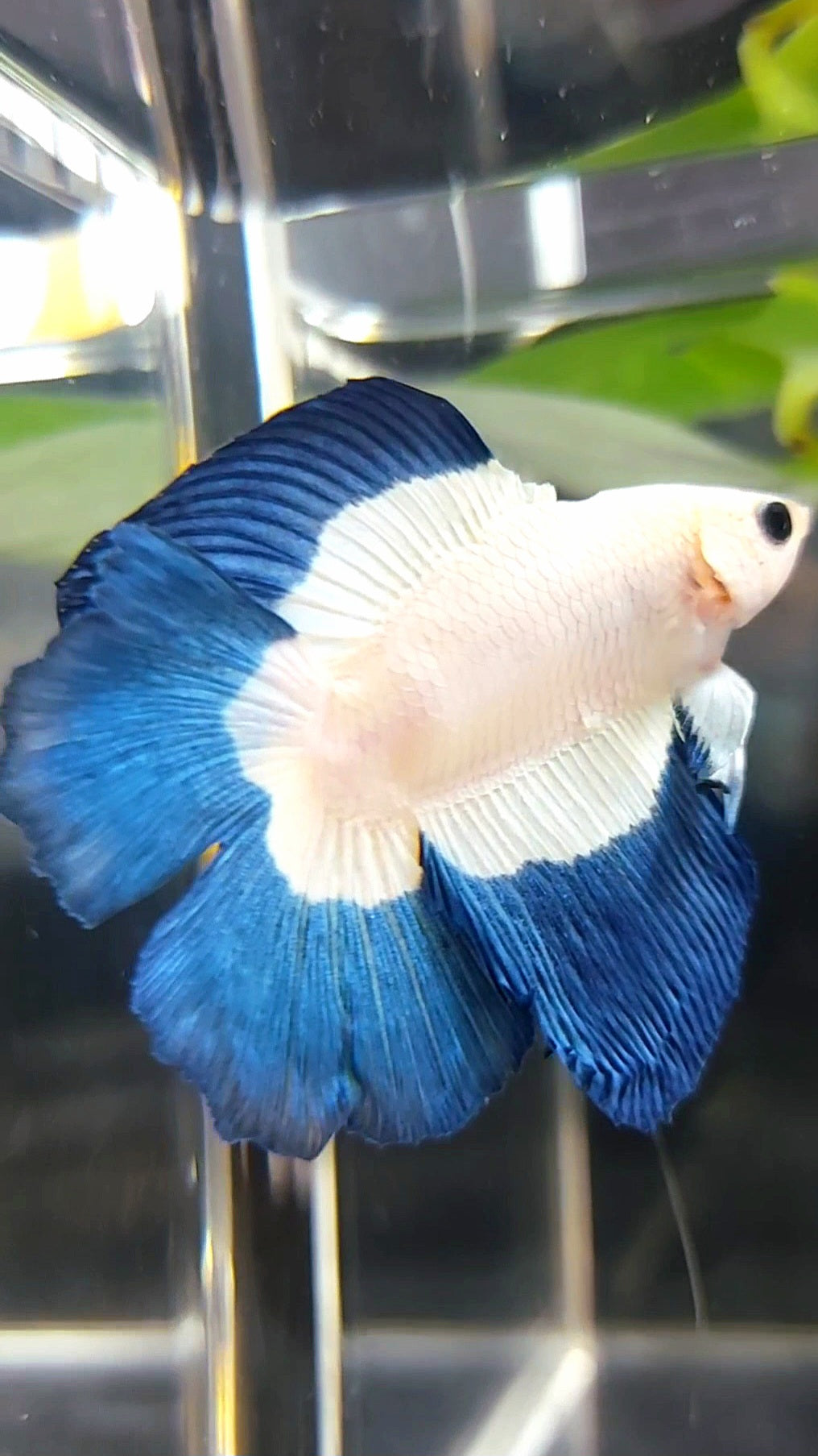 HALFMOON DOUBLE TAIL BLUE RIM BUTTERFLY BETTA FISH