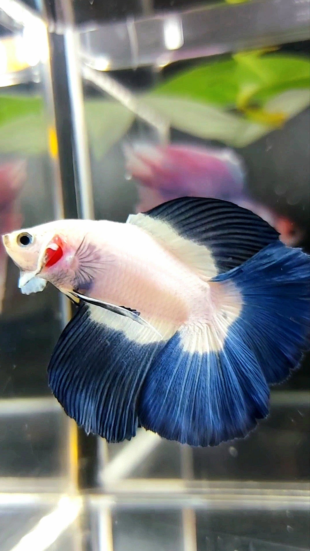 HALFMOON DOUBLE TAIL BLUE RIM BUTTERFLY BETTA FISH