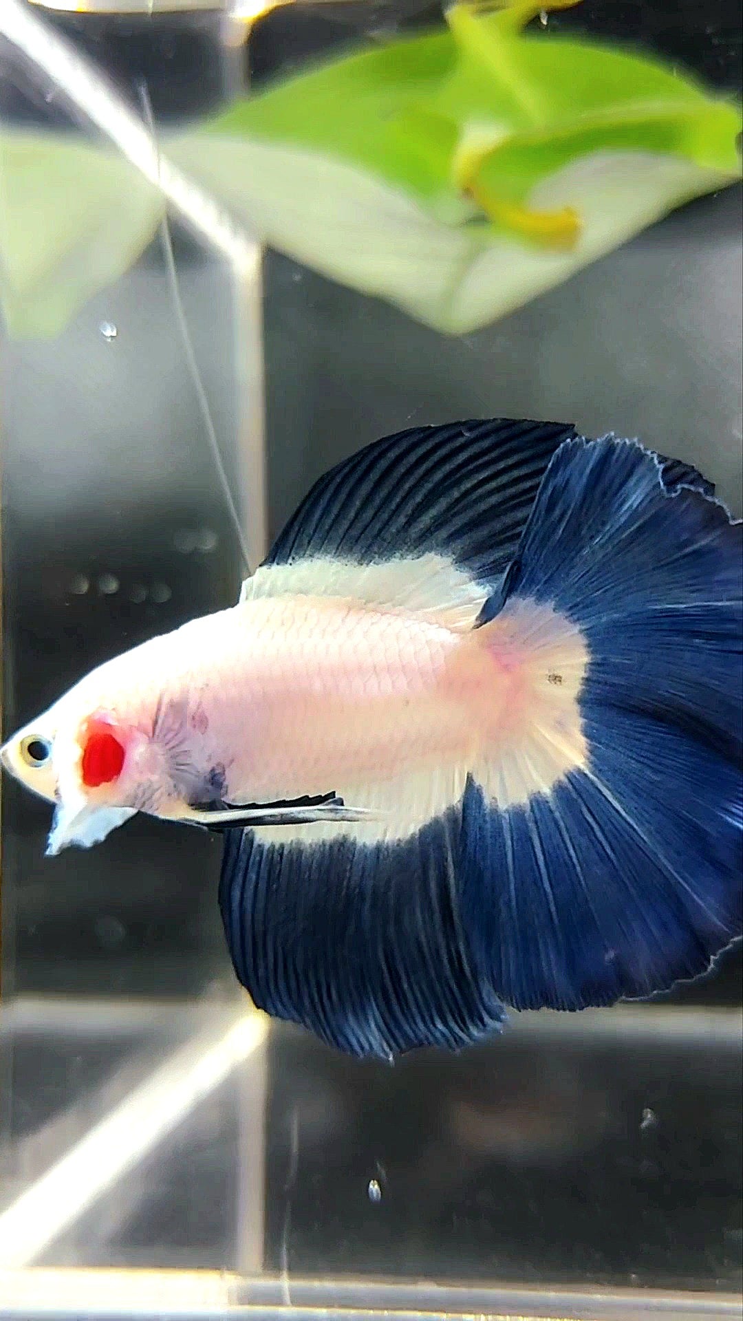 Halbmond-Doppelschwanz-Schmetterlings-Betta-Fisch mit blauem Rand