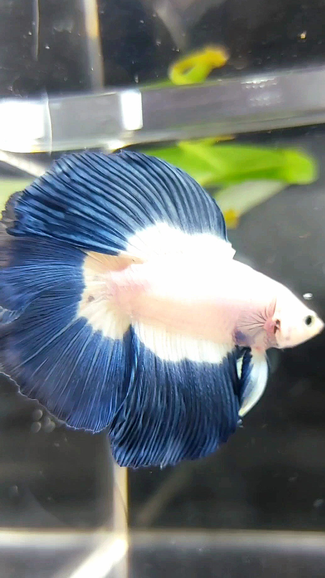 HALFMOON DOUBLE TAIL BLUE RIM BUTTERFLY BETTA FISH