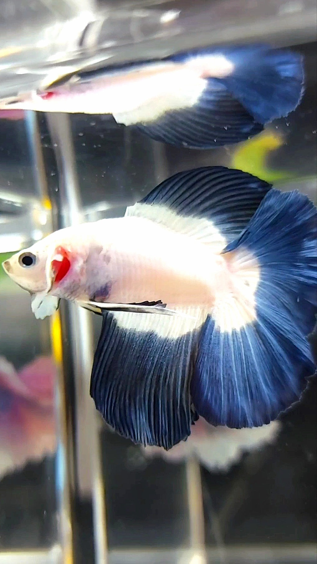 HALFMOON DOUBLE TAIL BLUE RIM BUTTERFLY BETTA FISH