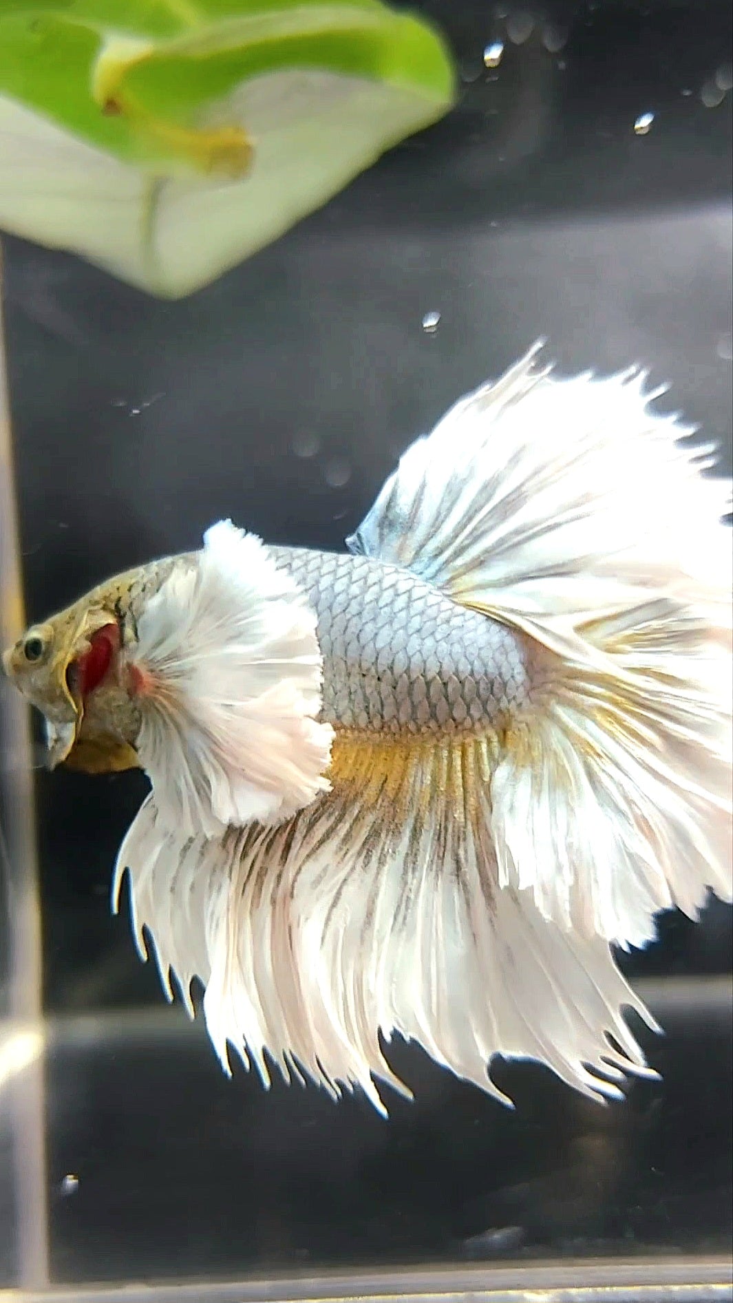 HALFMOON SUPER DUMBO EAR FEATHER TAIL COPPER YELLOW BETTA FISH