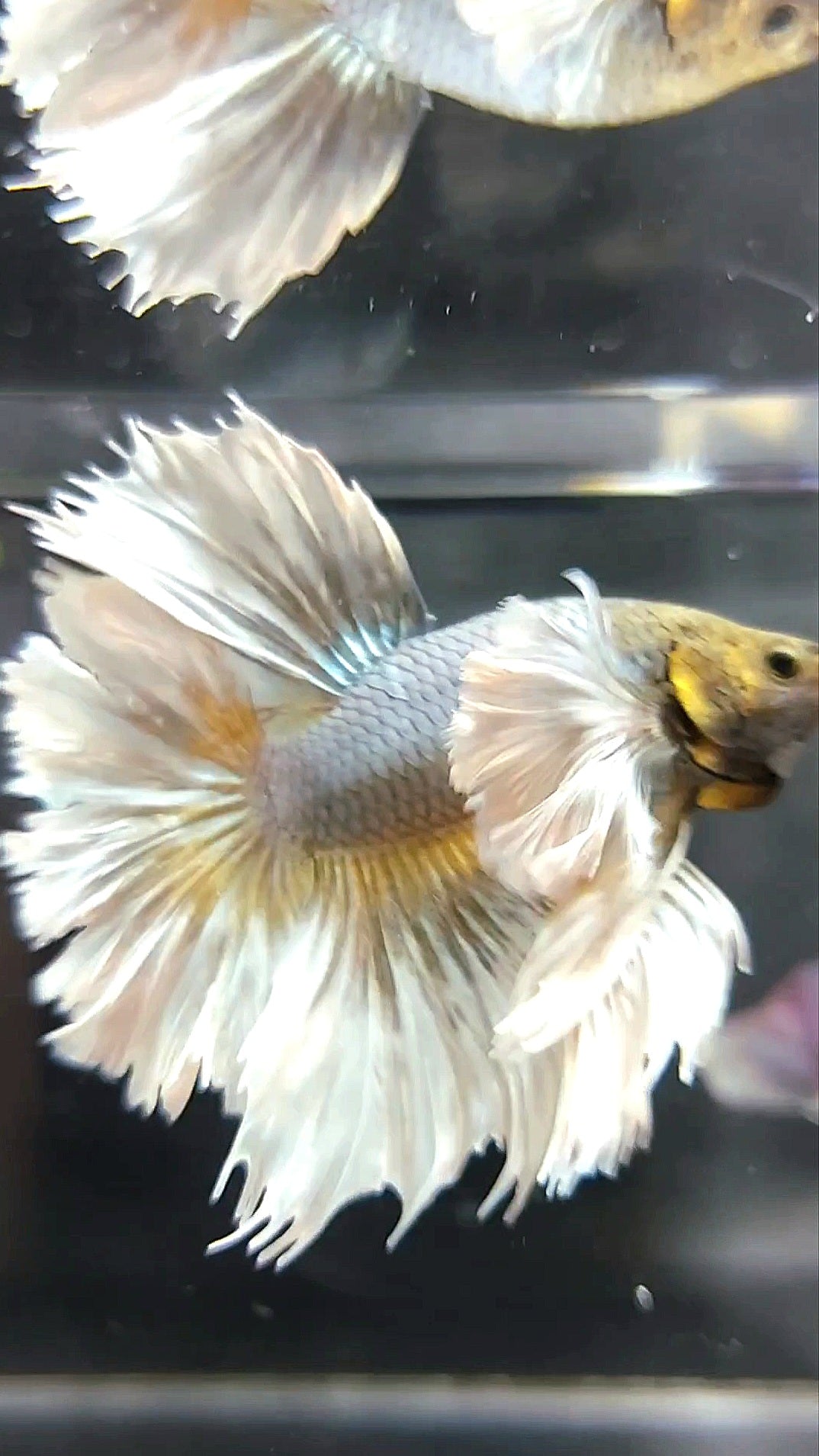 HALFMOON SUPER DUMBO EAR FEATHER TAIL COPPER YELLOW BETTA FISH