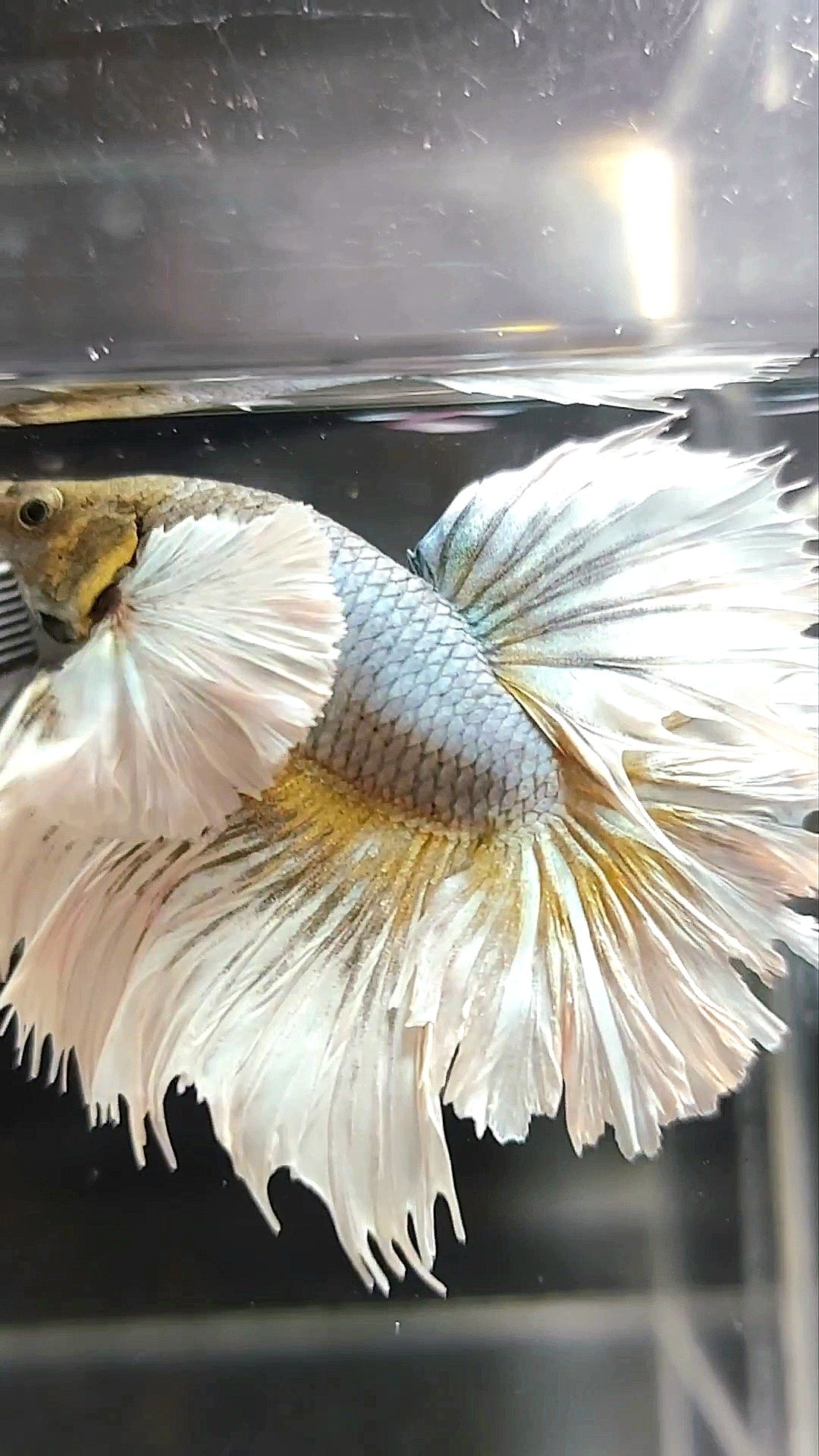 HALFMOON SUPER DUMBO EAR FEATHER TAIL COPPER YELLOW BETTA FISH