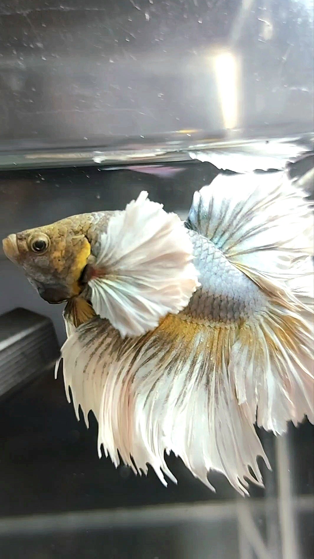 HALFMOON SUPER DUMBO EAR FEATHER TAIL COPPER YELLOW BETTA FISH