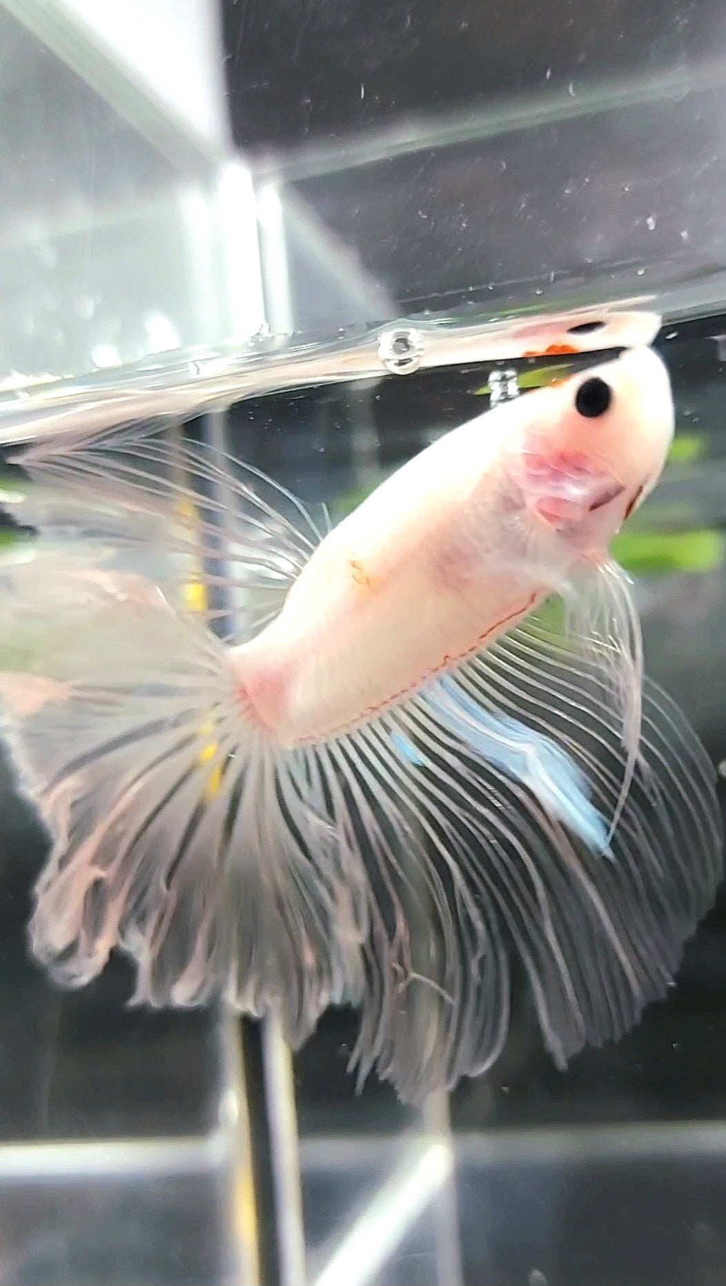 HALFMOON ROSETAIL KOI TANCHO CELLOPHANE BETTA FISH