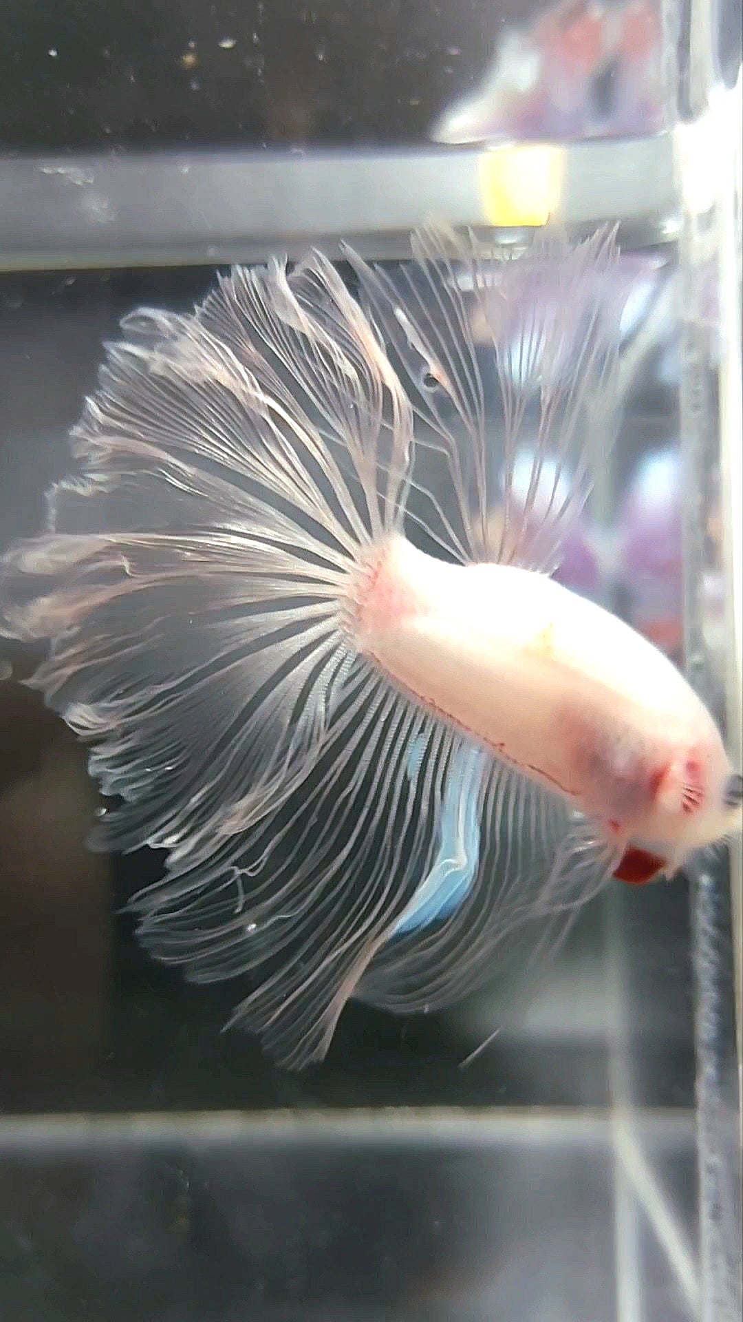 HALFMOON ROSETAIL KOI TANCHO CELLOPHANE BETTA FISH