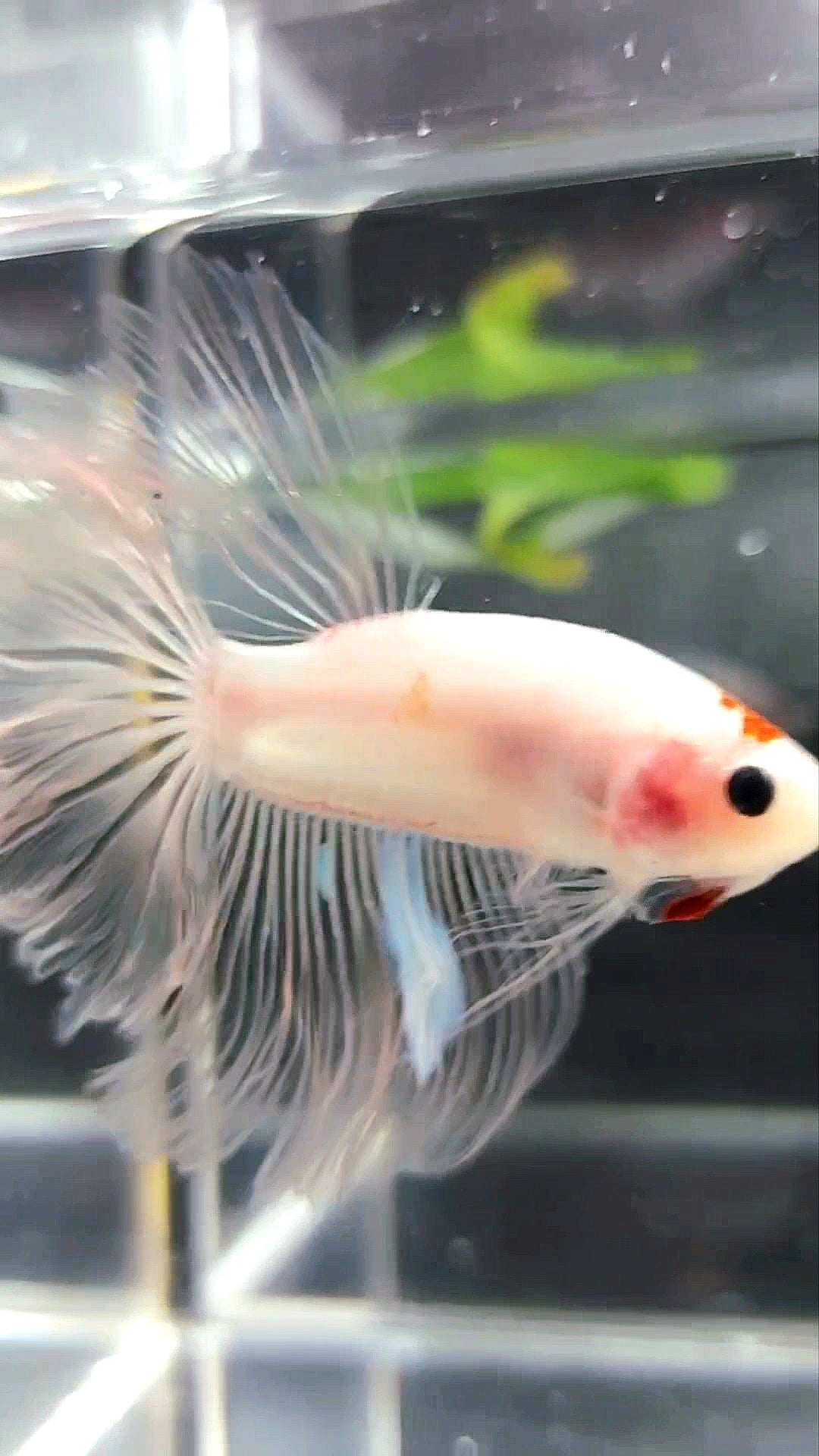 HALFMOON ROSETAIL KOI TANCHO CELLOPHANE BETTA FISH