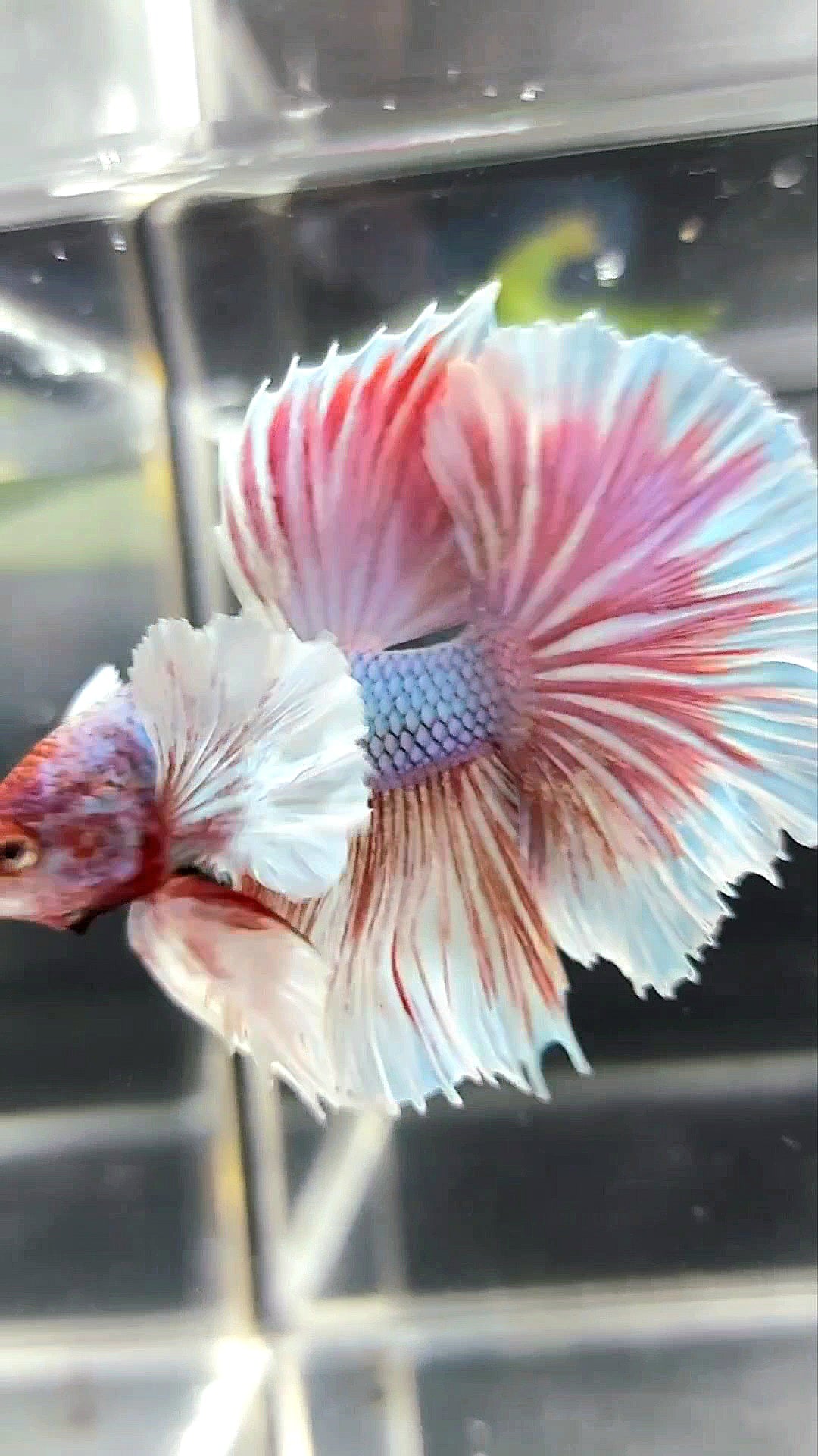 HALFMOON SUPER DUMBO OHR LAVENDEL EINHORN BETTA FISCH