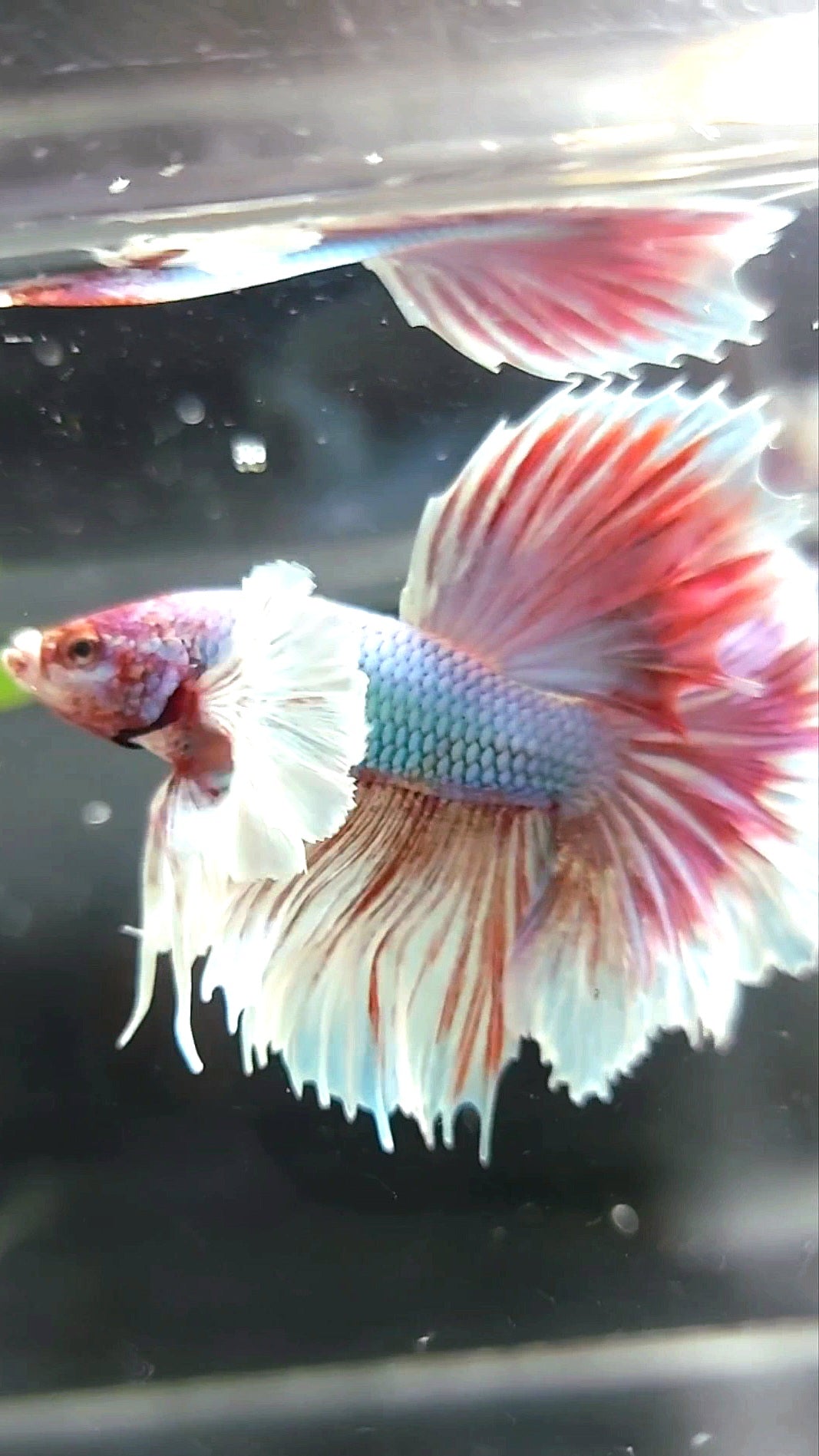 HALFMOON SUPER DUMBO EAR LAVENDER UNICORN BETTA FISH