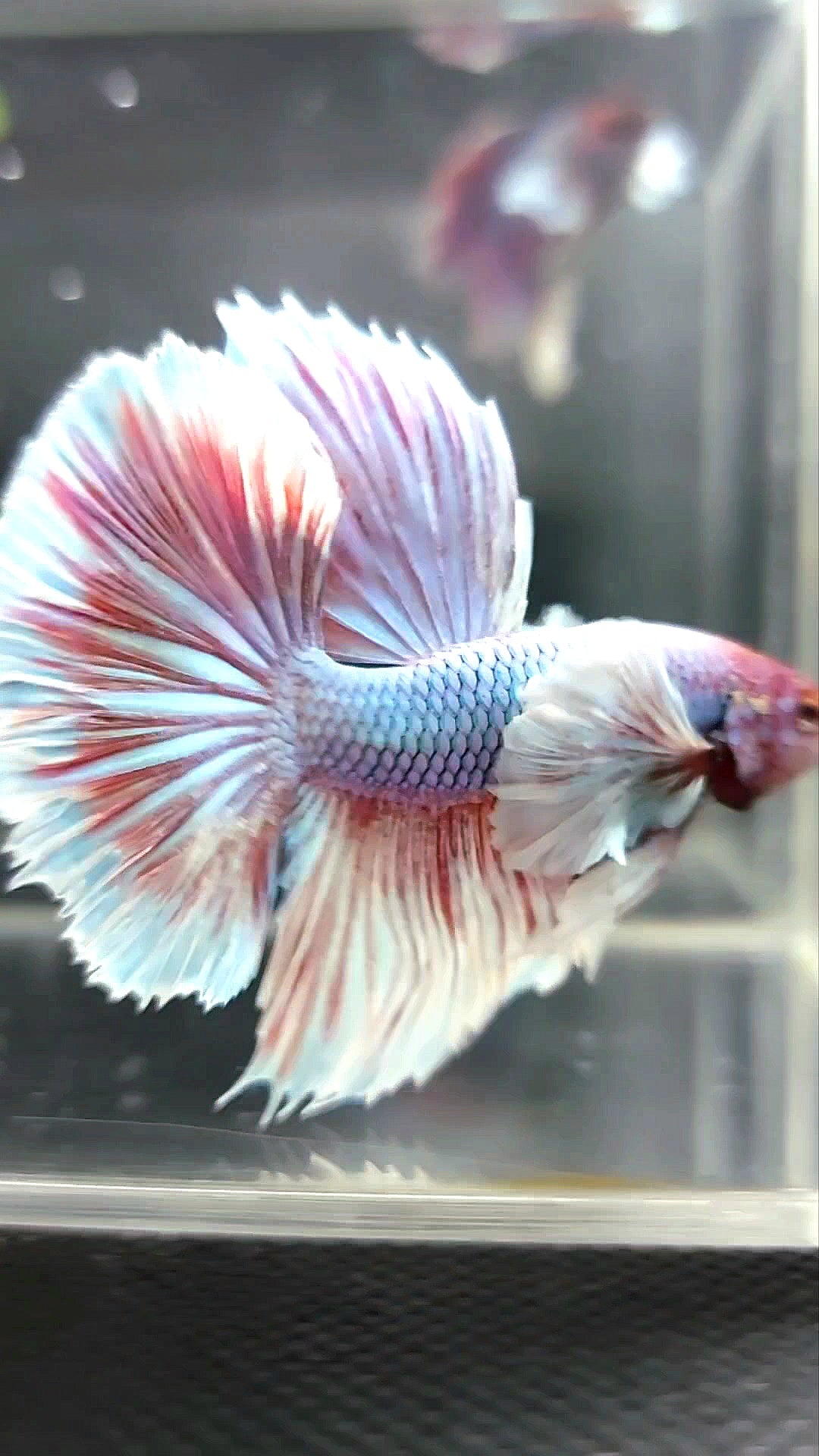 HALFMOON SUPER DUMBO OHR LAVENDEL EINHORN BETTA FISCH