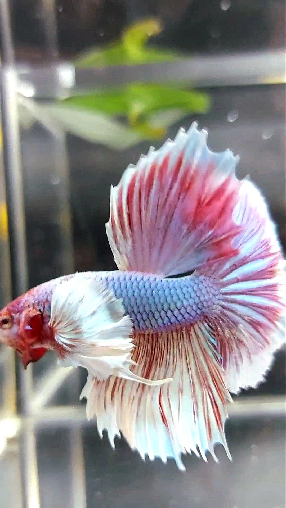 HALFMOON SUPER DUMBO EAR LAVENDER UNICORN BETTA FISH