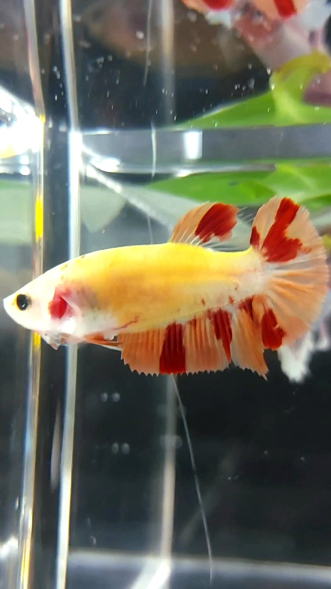 WEIBLICHER PLAKAT ORANGE MARMOR FEUER LEOPARD BETTA FISCH