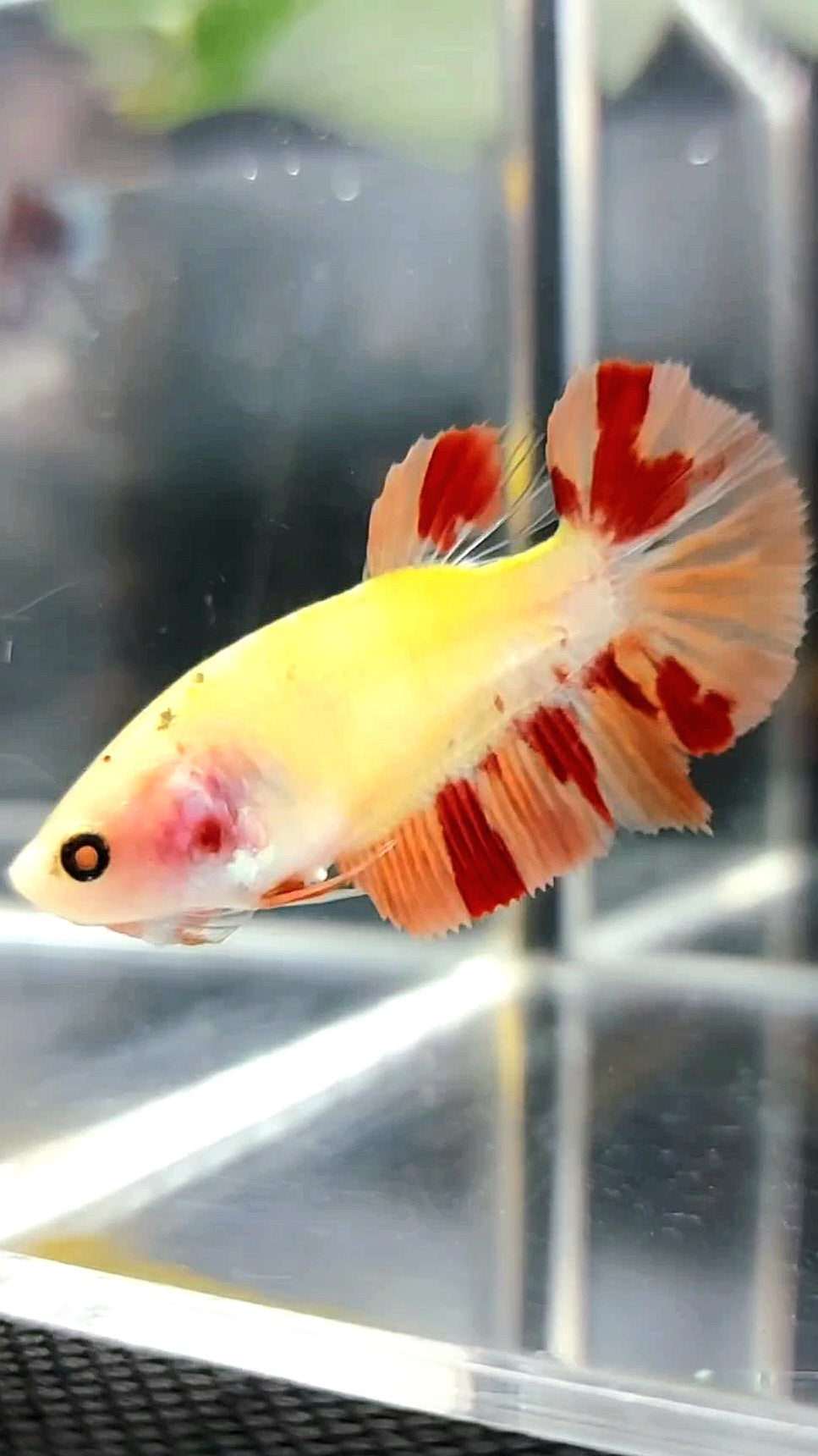 WEIBLICHER PLAKAT ORANGE MARMOR FEUER LEOPARD BETTA FISCH