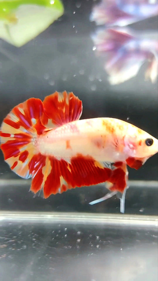 PLAKAT ORANGE MARBLE FIRE LEOPARD BETTA FISH