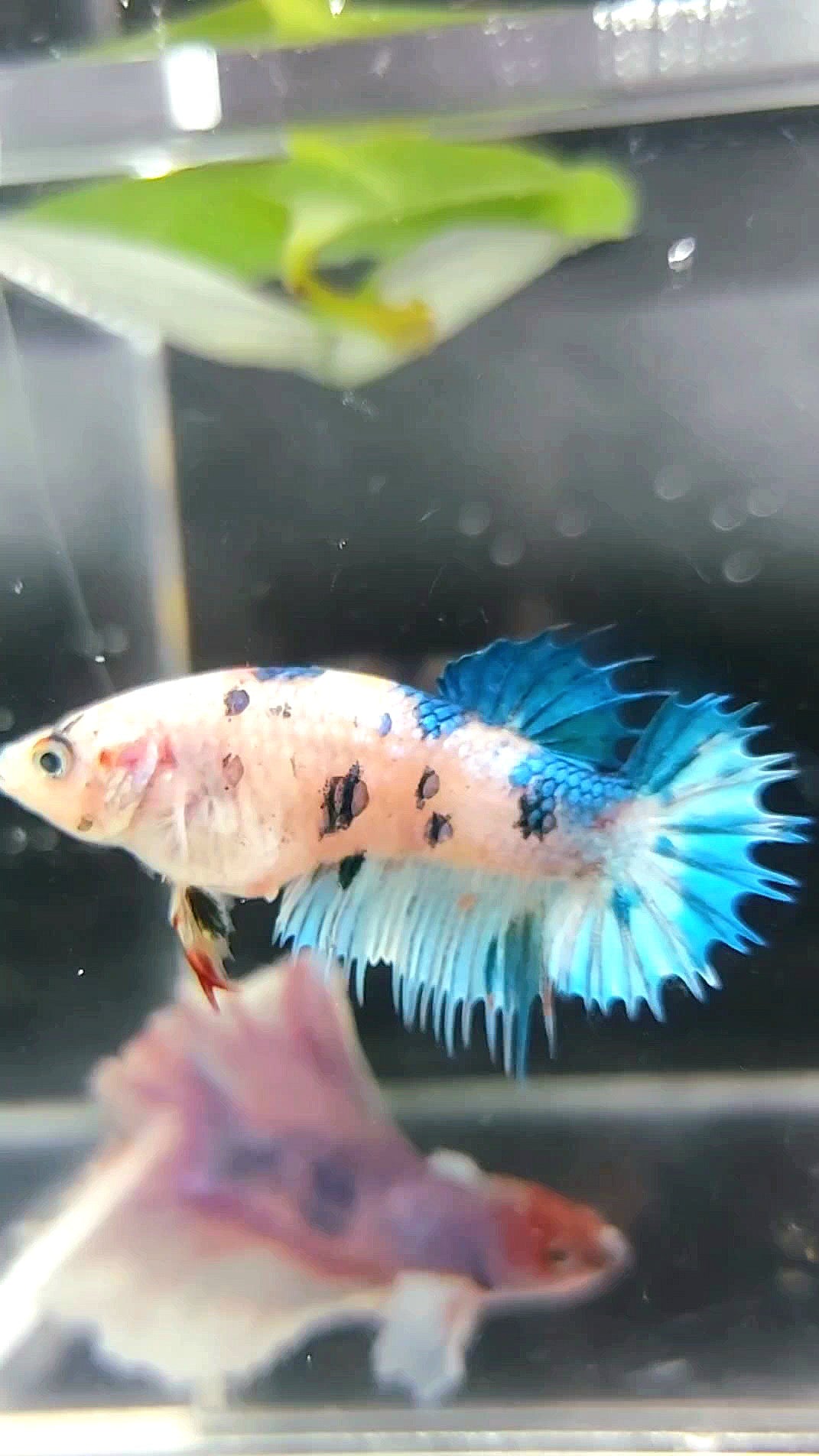 FEMALE CROWNTAIL BLUE MARBLE DOTS MULTICOLOR BETTA FISH