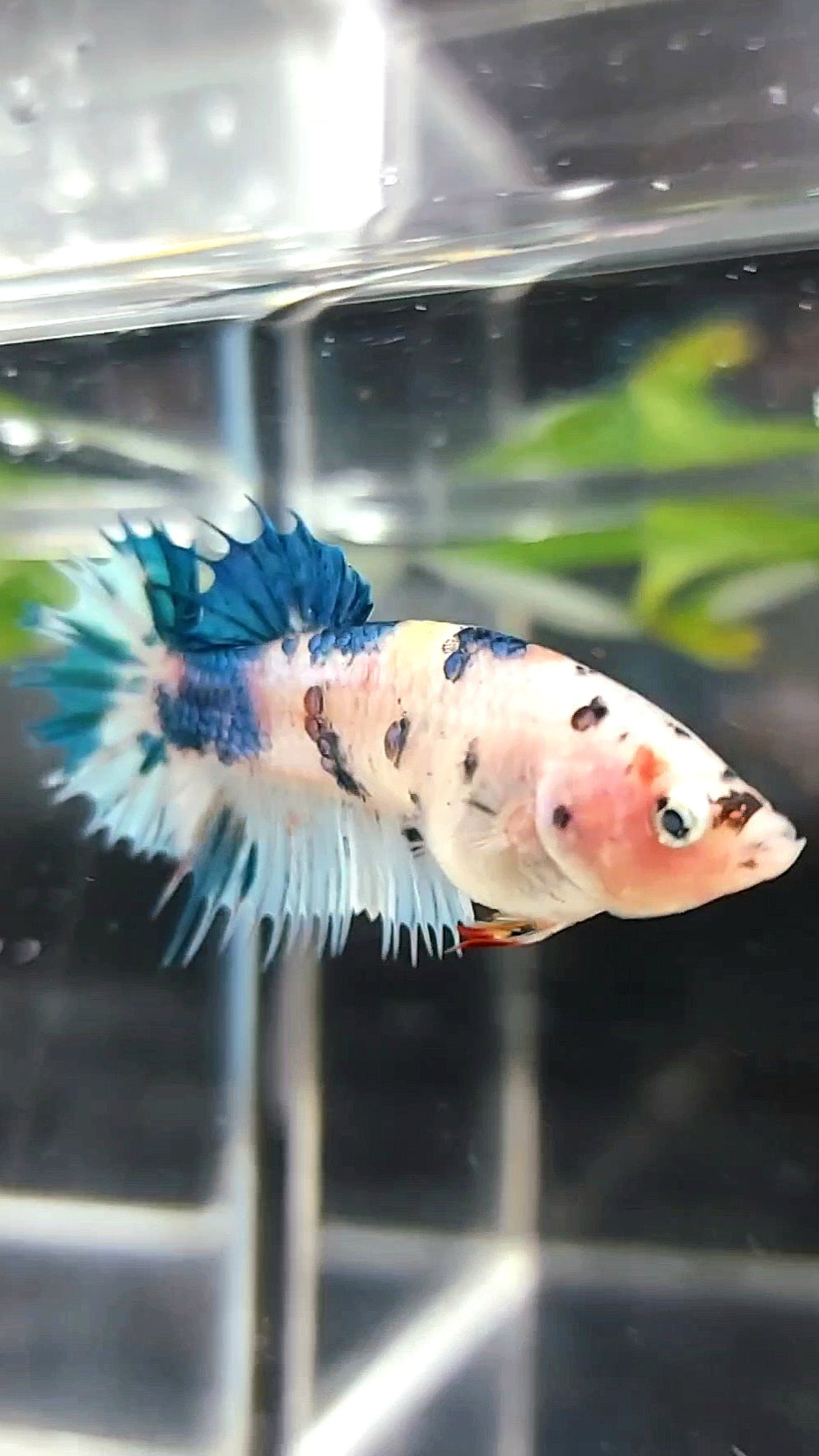 FEMALE CROWNTAIL BLUE MARBLE DOTS MULTICOLOR BETTA FISH