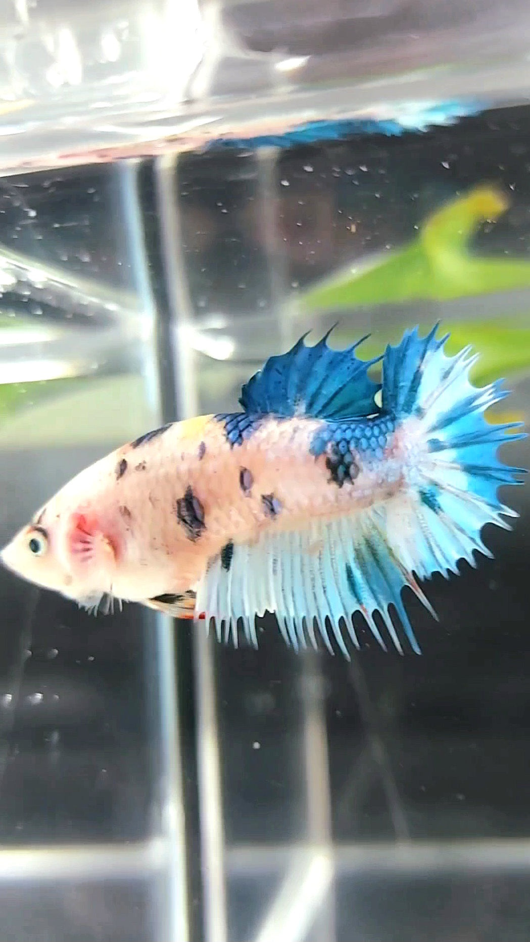 FEMALE CROWNTAIL BLUE MARBLE DOTS MULTICOLOR BETTA FISH