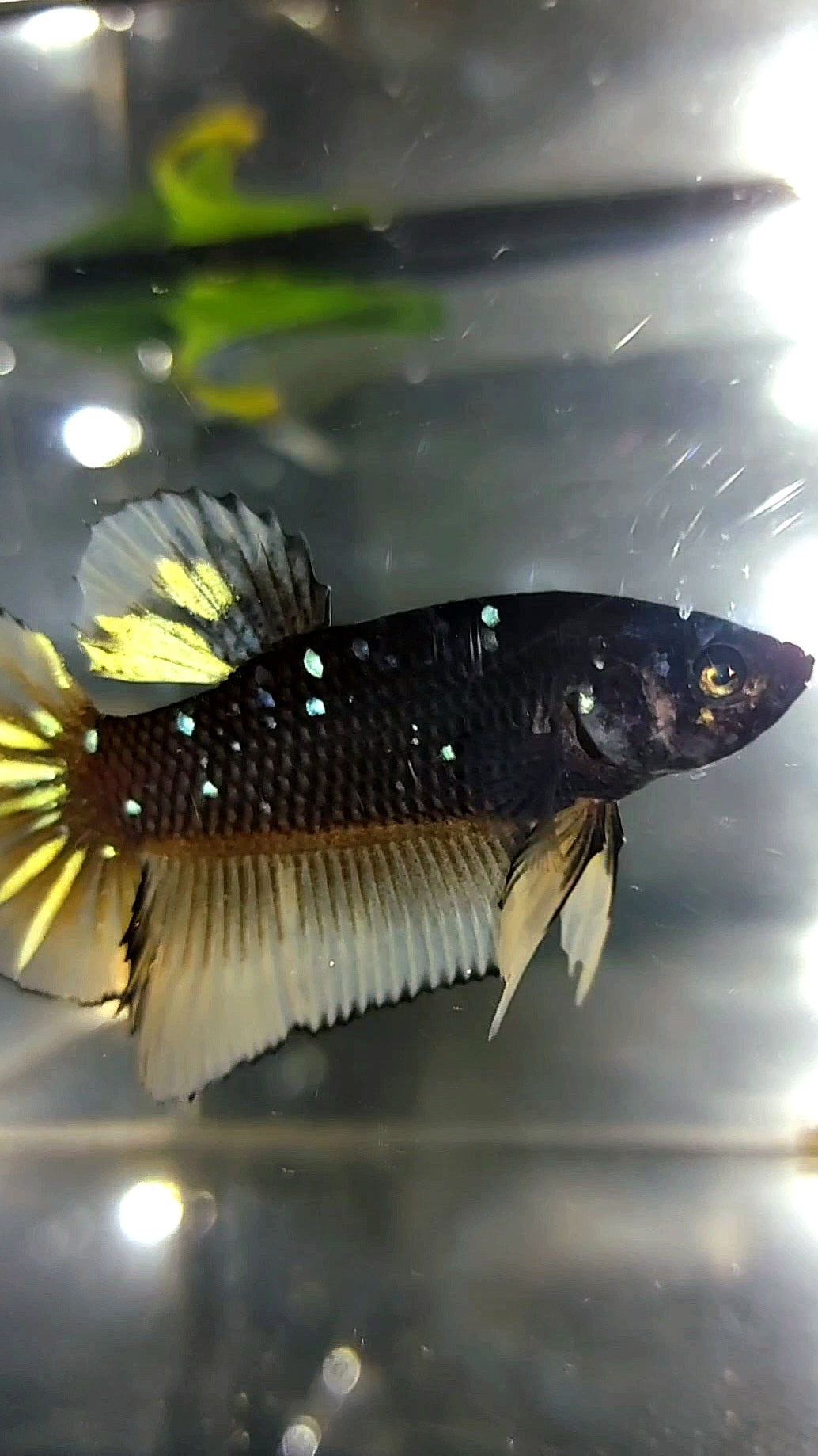 WEIBLICHER RIESE HMPK SCHWARZER GALAXY-AVATAR BLAUER GELBER BETTA-FISCH